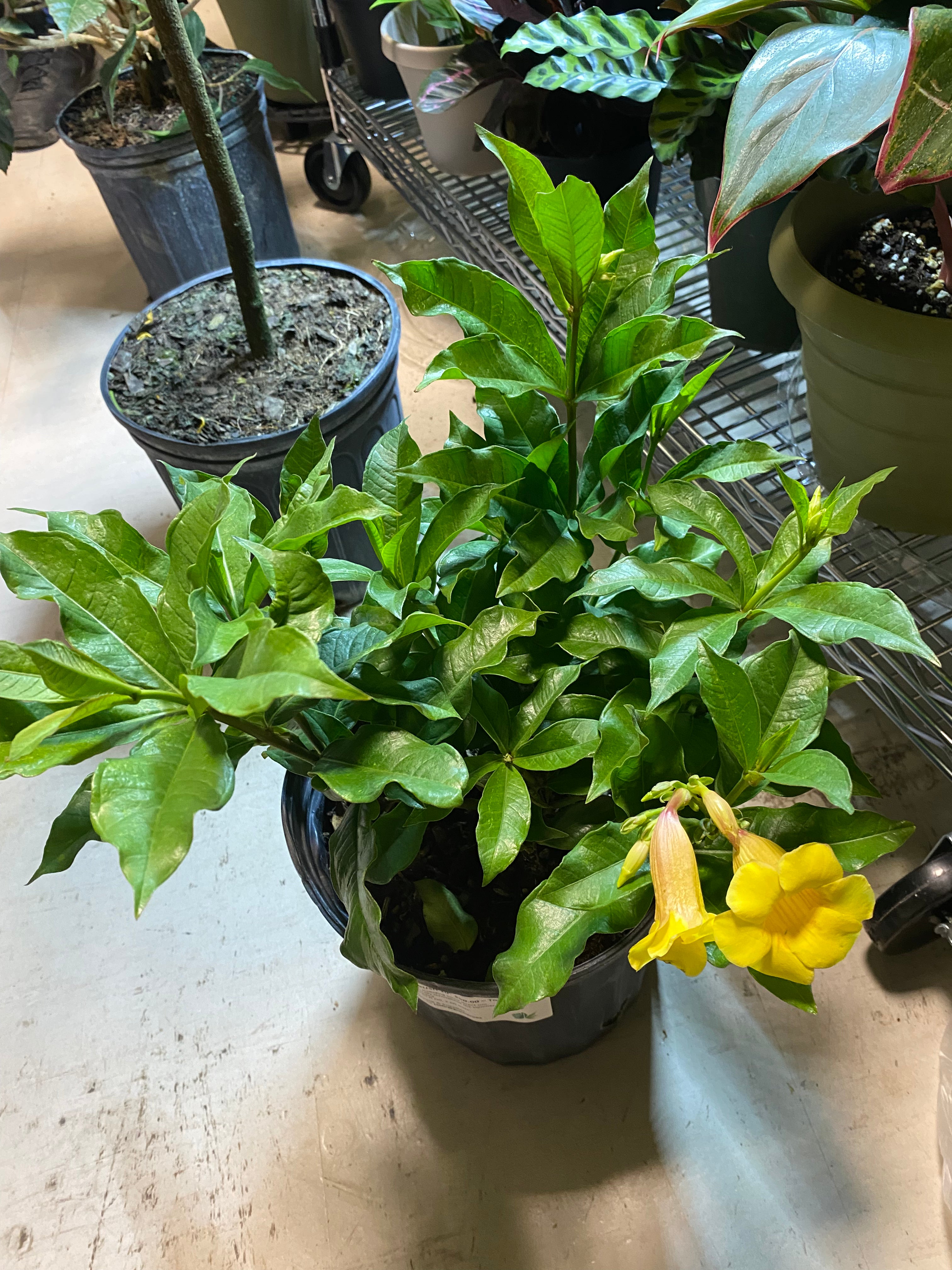 Allamanda Bush 10" - Toxic