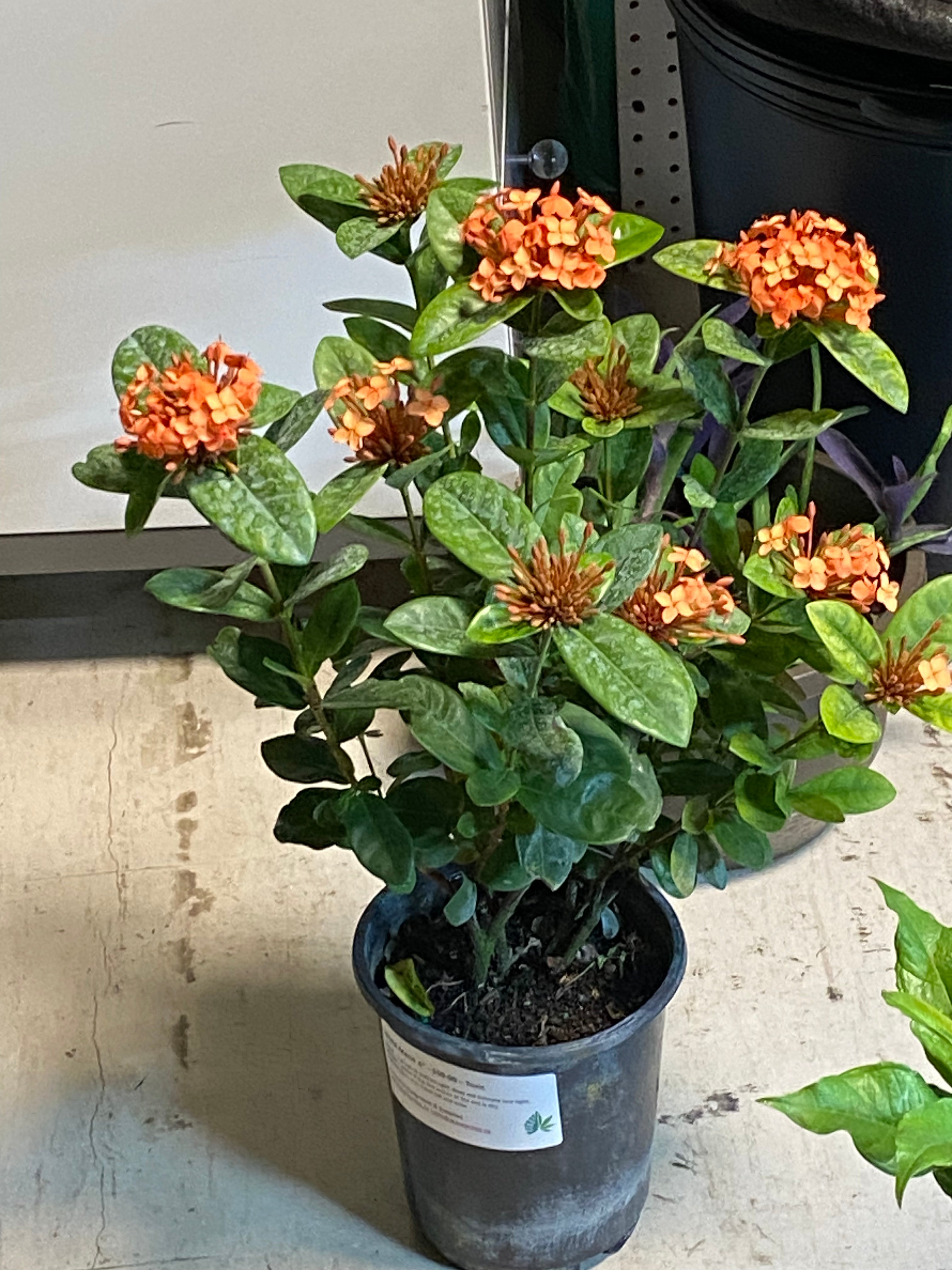 Ixora Maui 10" - Non-toxic