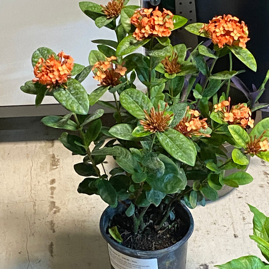 Ixora Maui 6" - Non-toxic