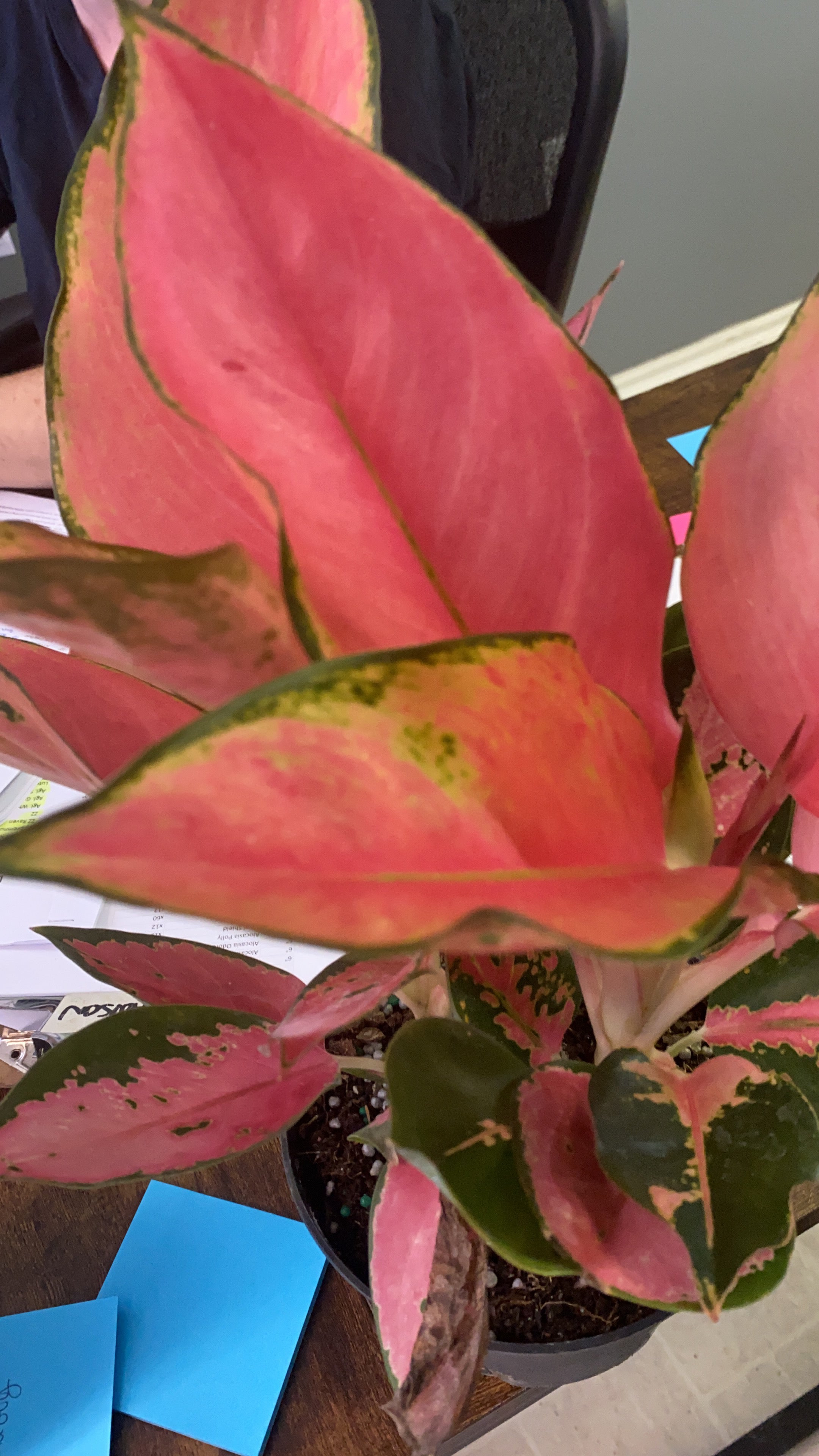 Aglaonema Pink 4" - Toxic