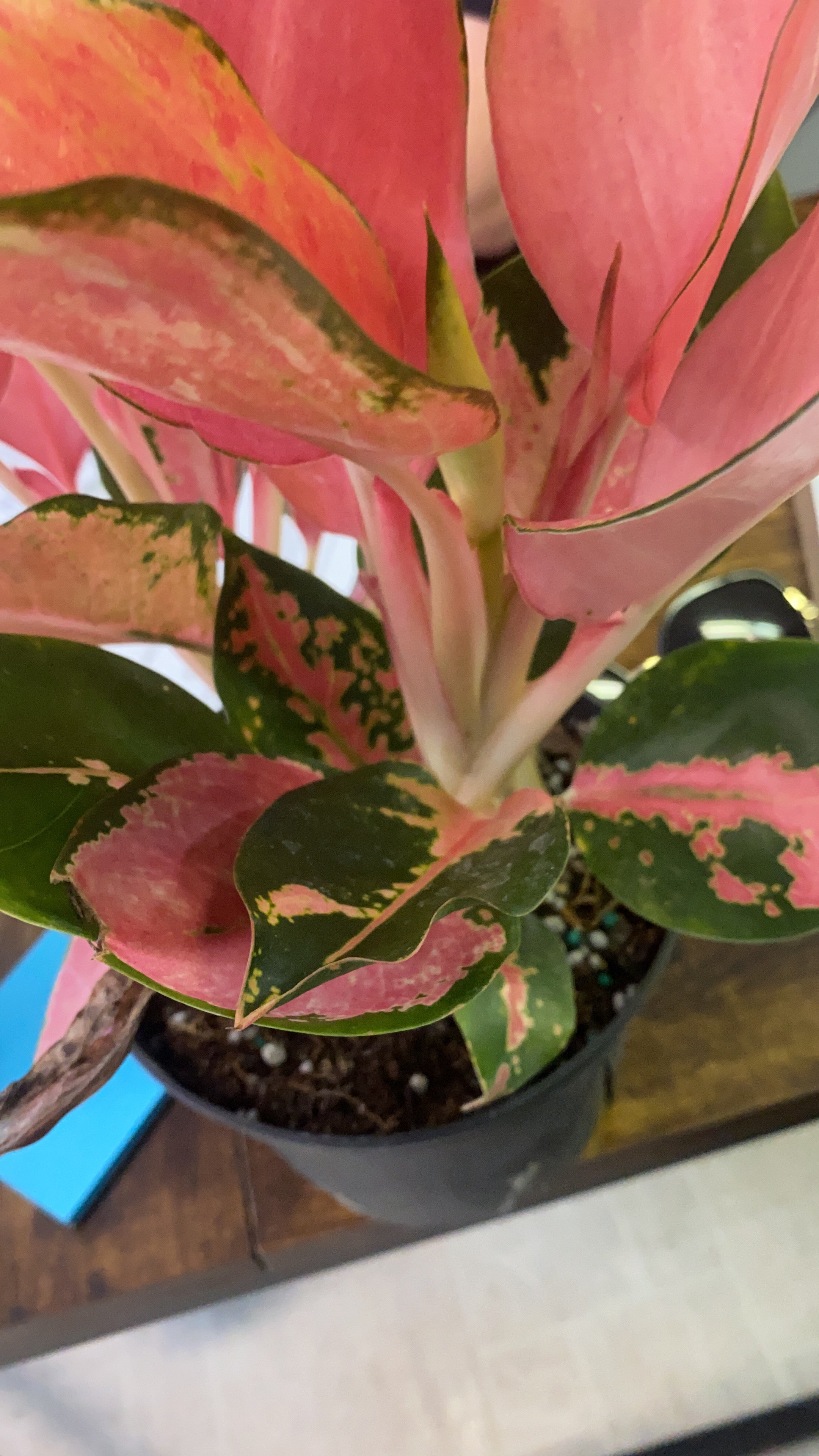 Aglaonema Pink 4" - Toxic