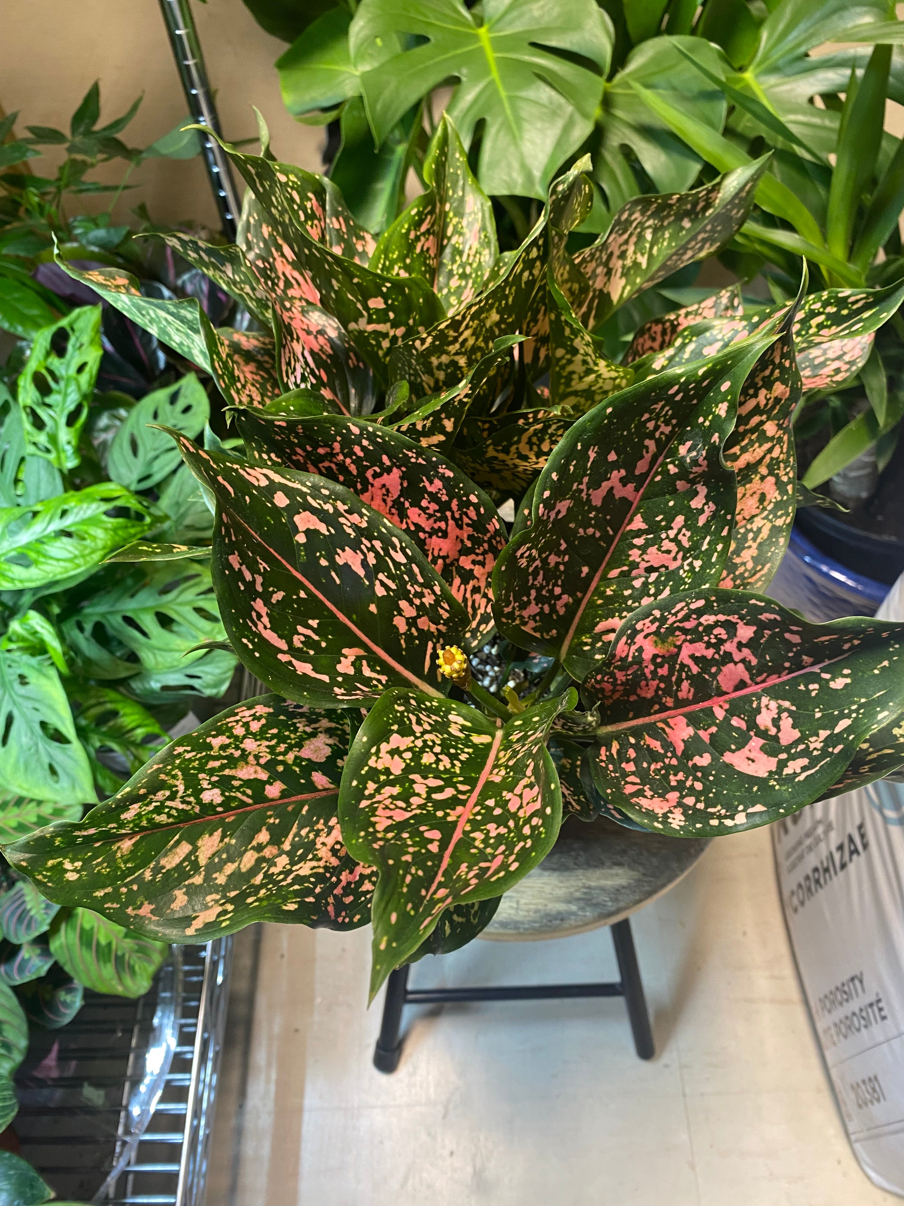 Aglaonema Pink Dalmatian 6" - Toxic