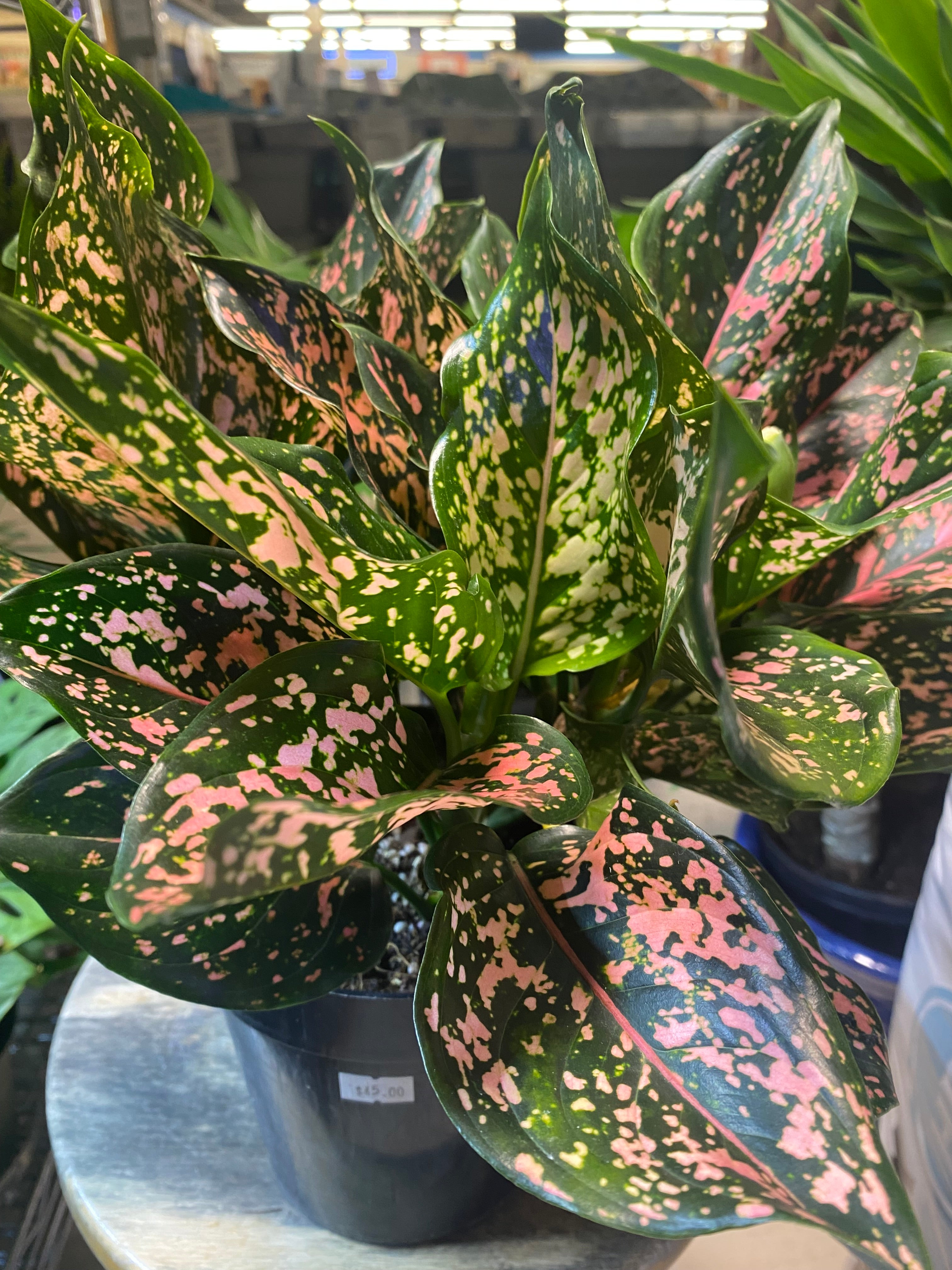 Aglaonema Pink Dalmatian 6" - Toxic