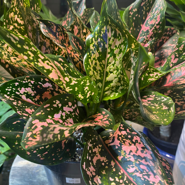 pink dalmatian aglaonema price Aglaonema Pink Dalmatian 6"