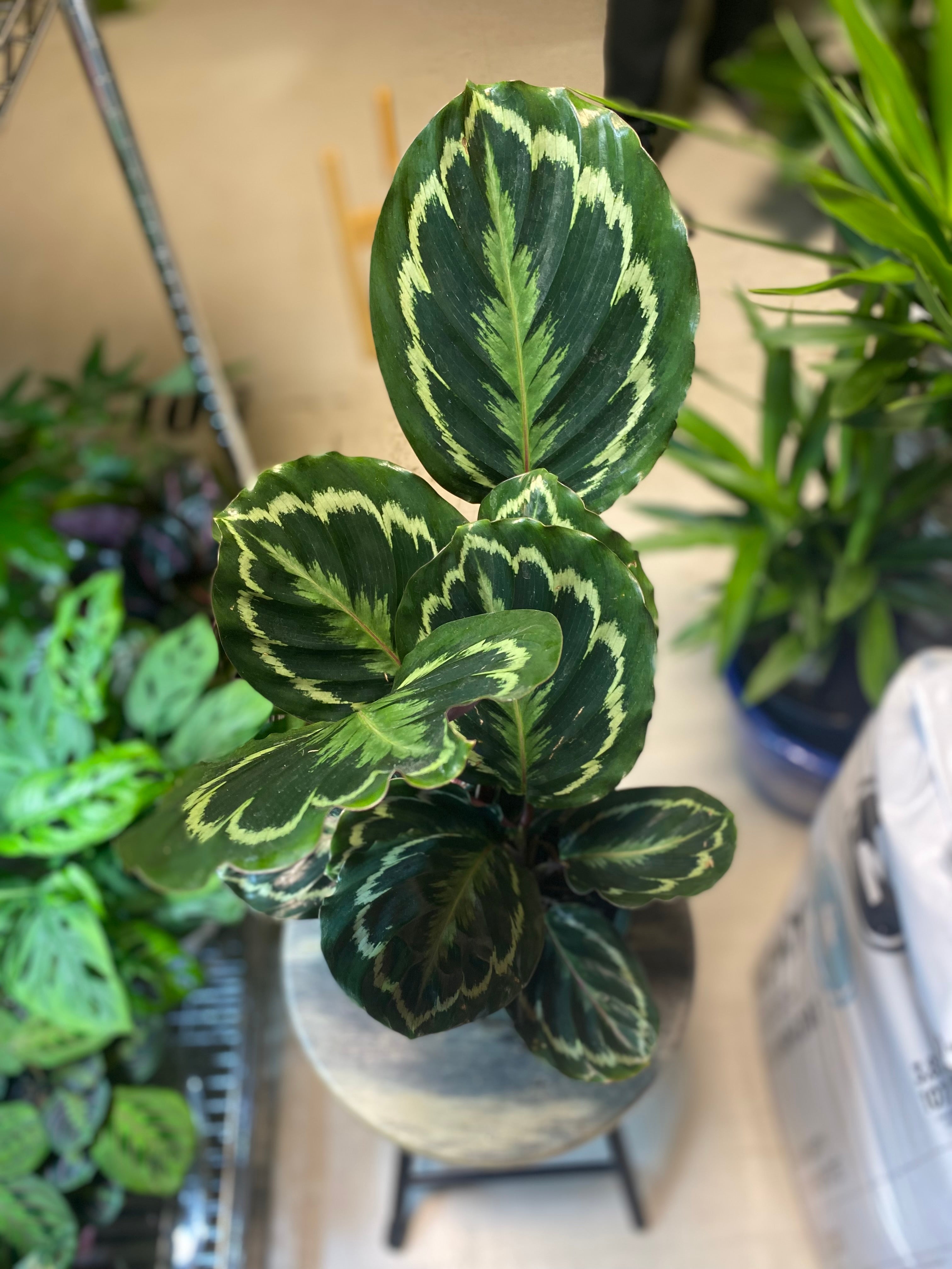 Calathea Medallion 4" - Non-Toxic