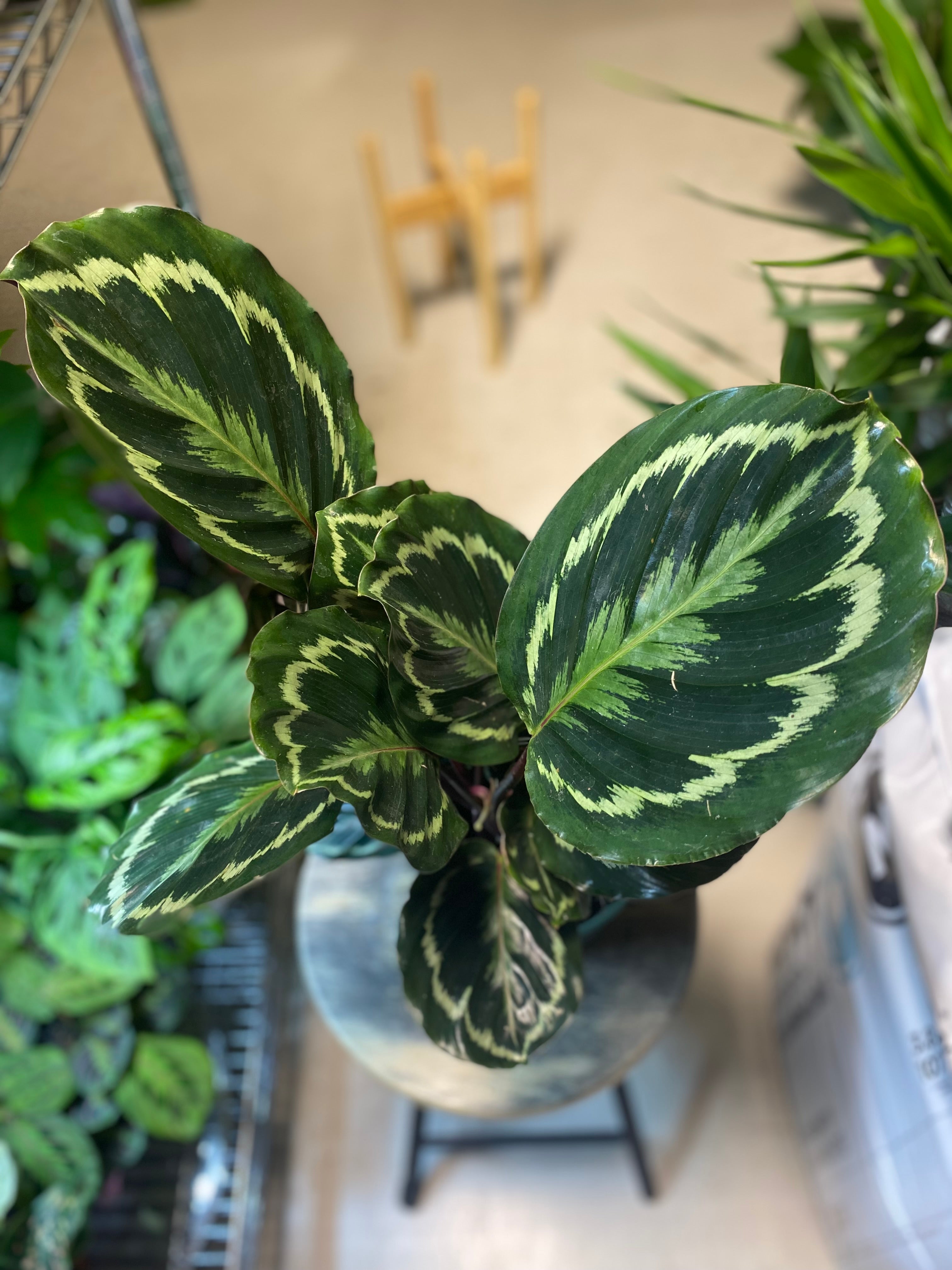 Calathea Medallion 4" - Non-Toxic