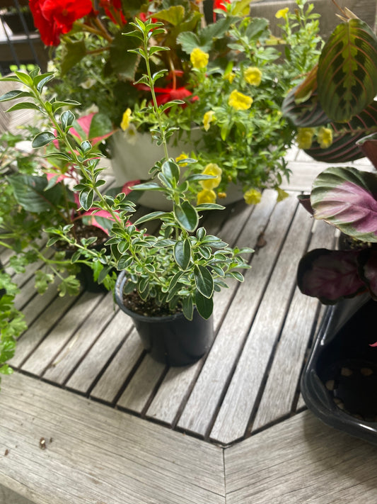 Serissa Foetida 6" non-toxic