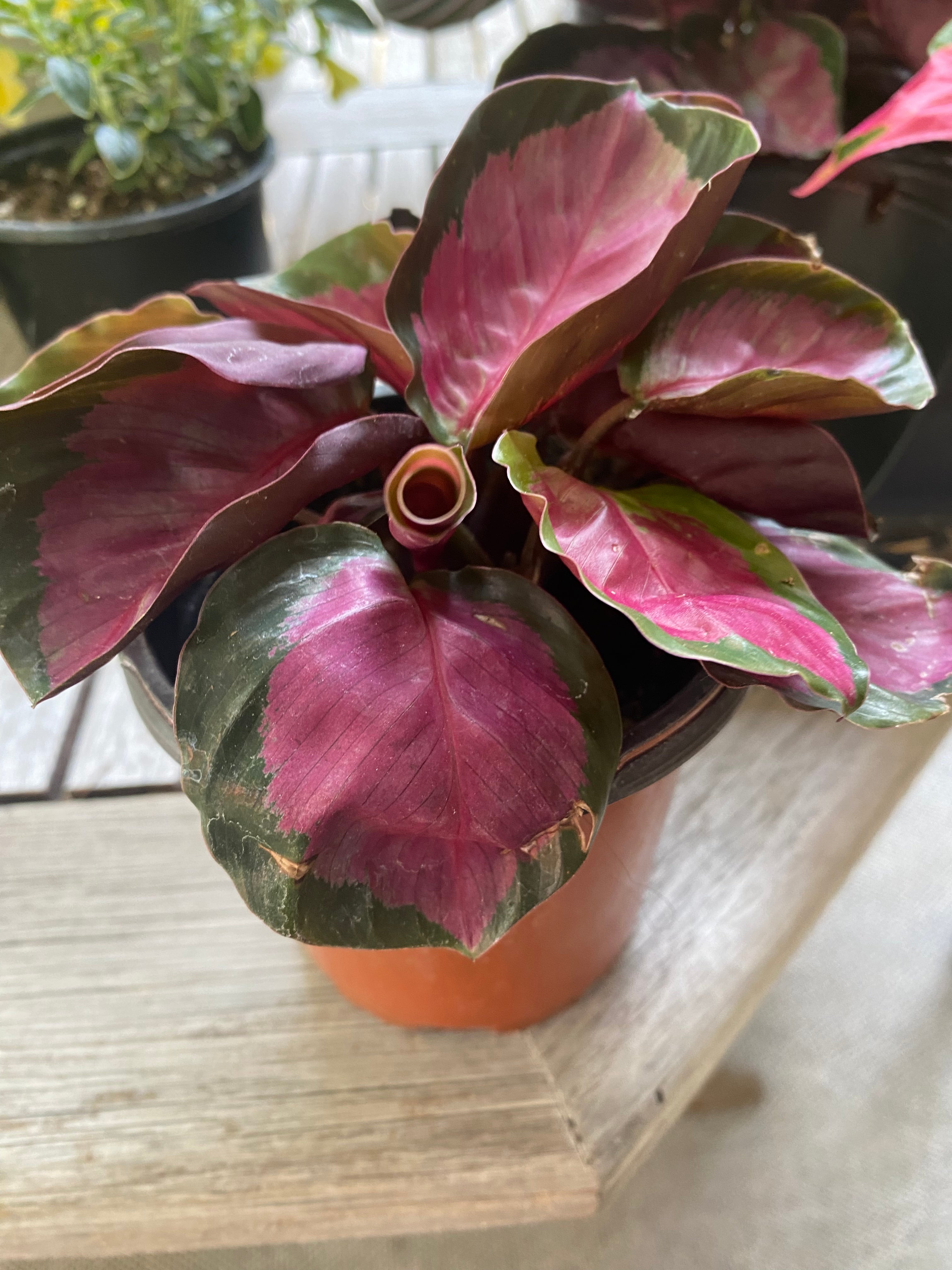 Calathea Roseopicta 3.5"- Non-Toxic