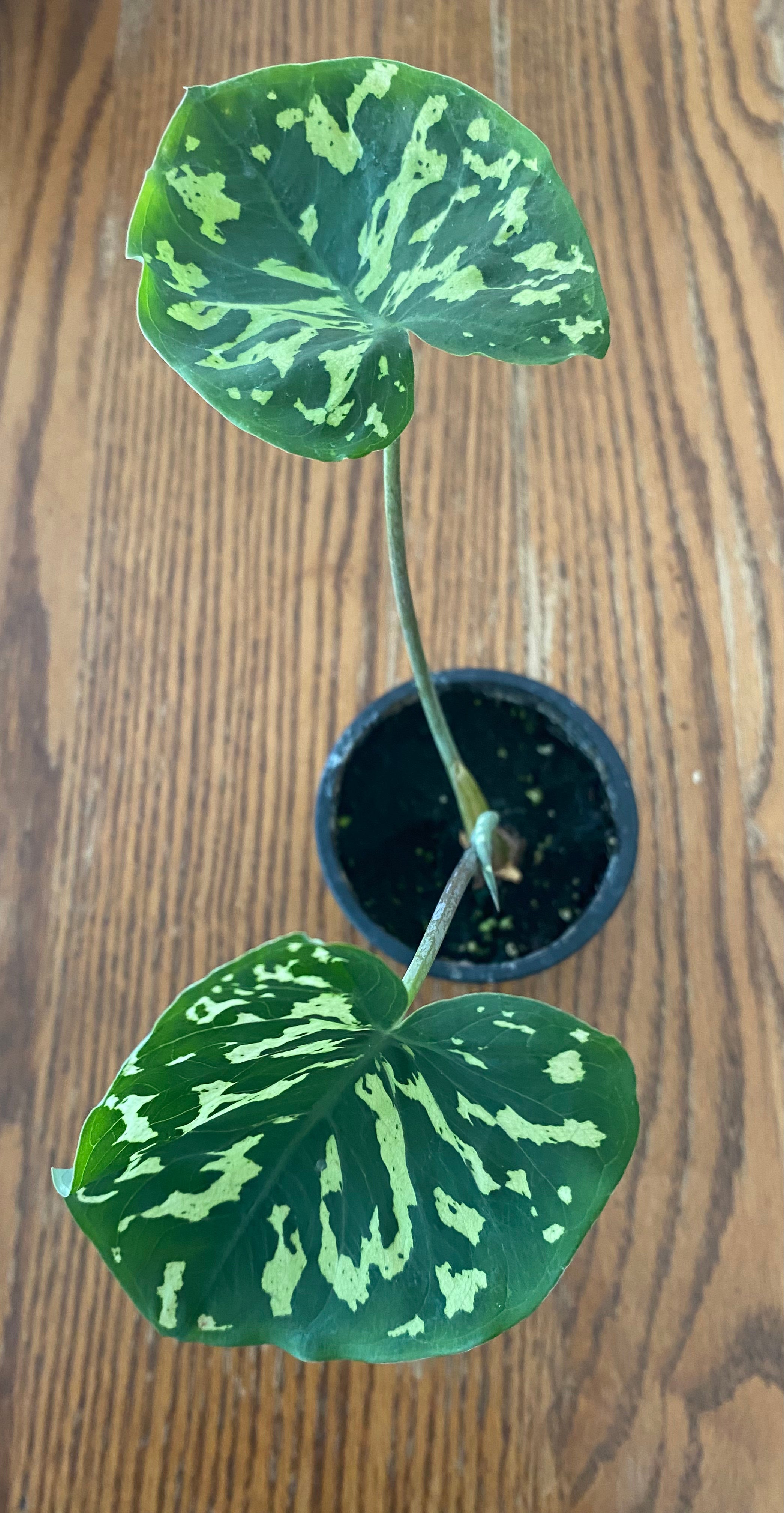 Alocasia Hilo Beauty 3.5" Toxic