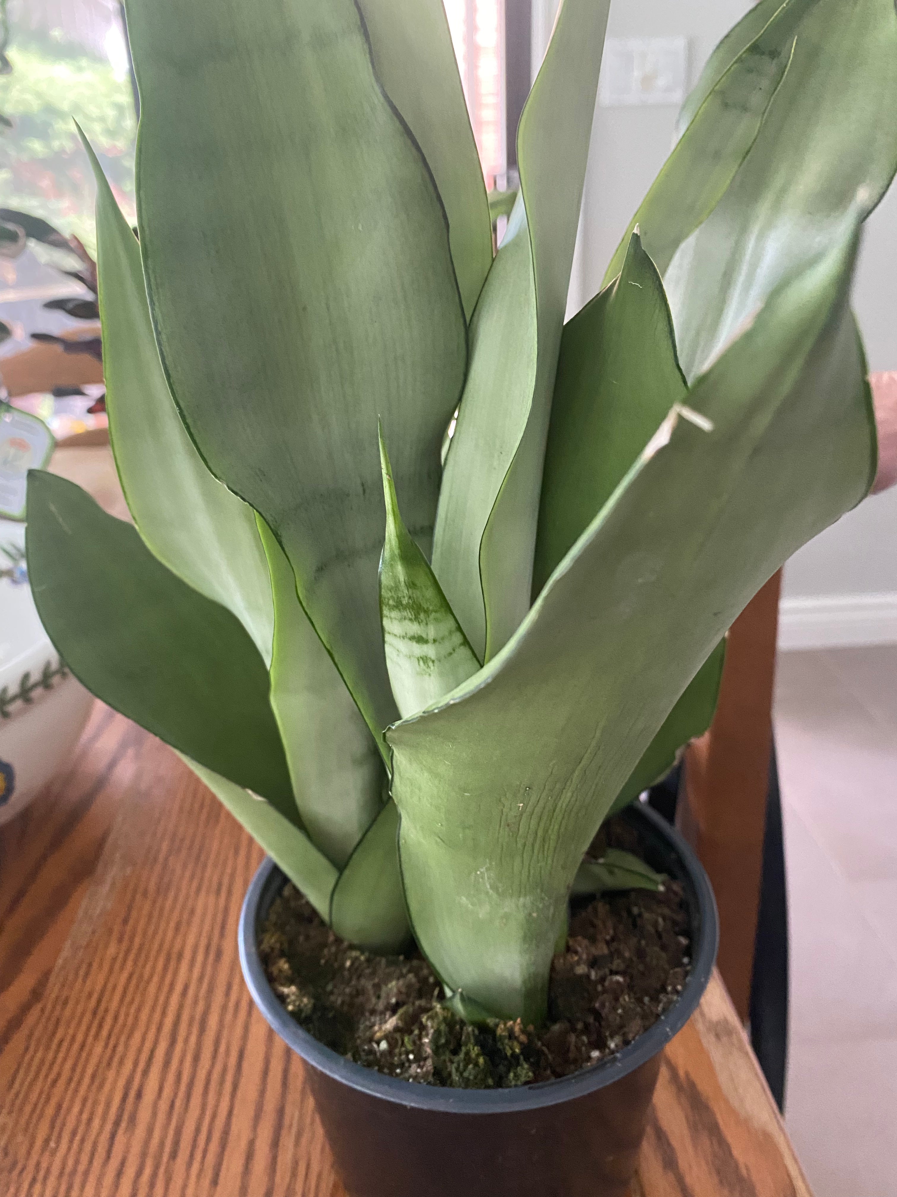 Sansevieria MOONSHINE 6" - TOXIC