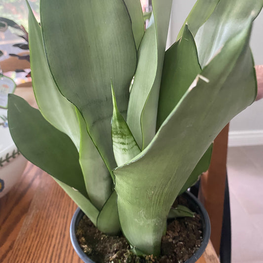 Sansevieria MOONSHINE 6" - TOXIC - GROW PRO Equipment & Supplies 