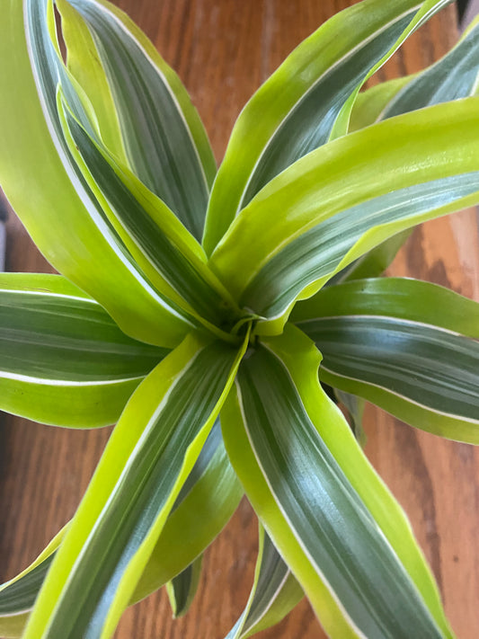 Dracaena Lemon Cane Set 6" toxic