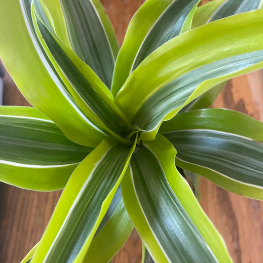 Dracaena Lemon Cane Set 6" toxic
