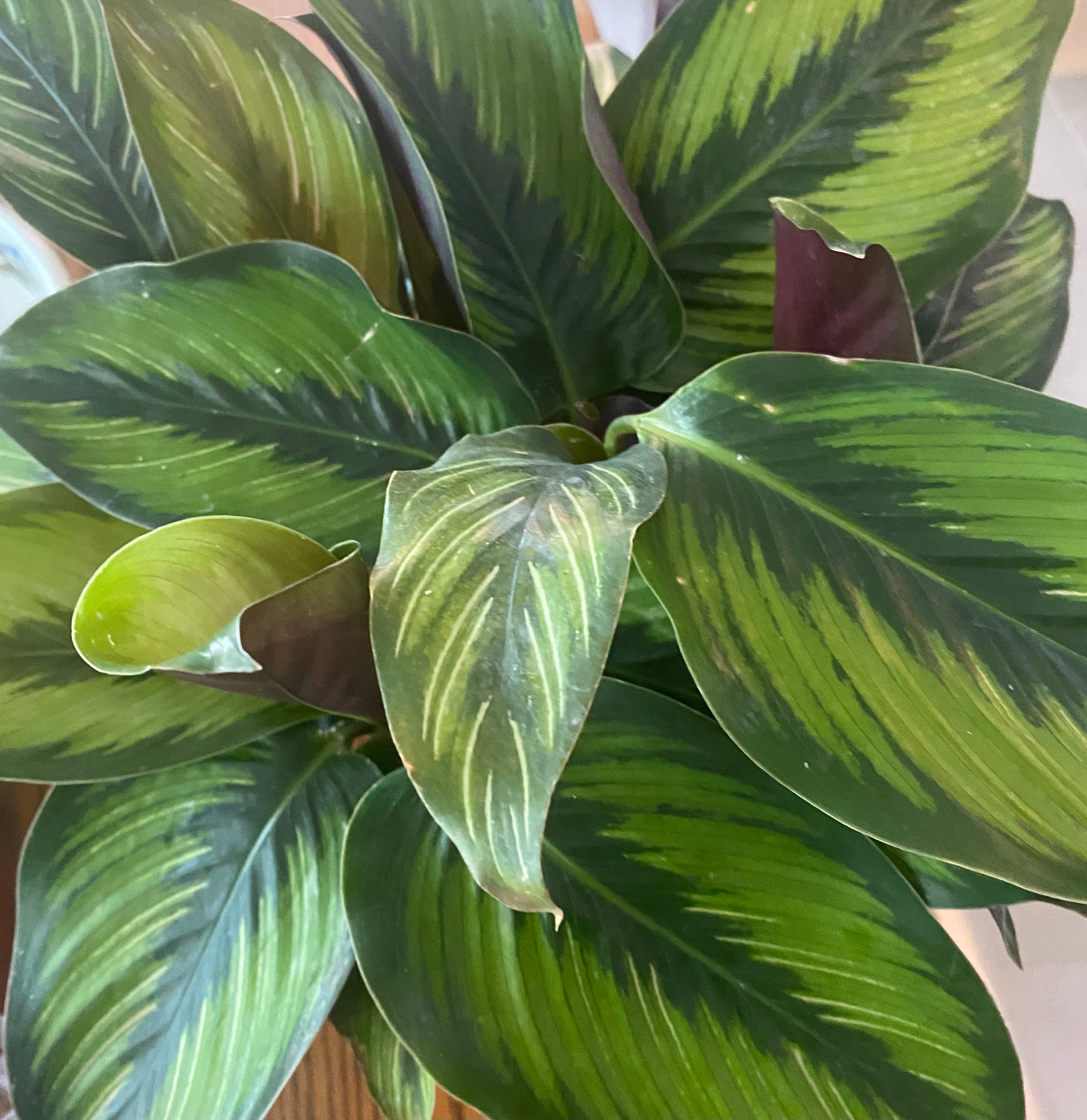 Calathea Beauty Star 6"- Non-Toxic