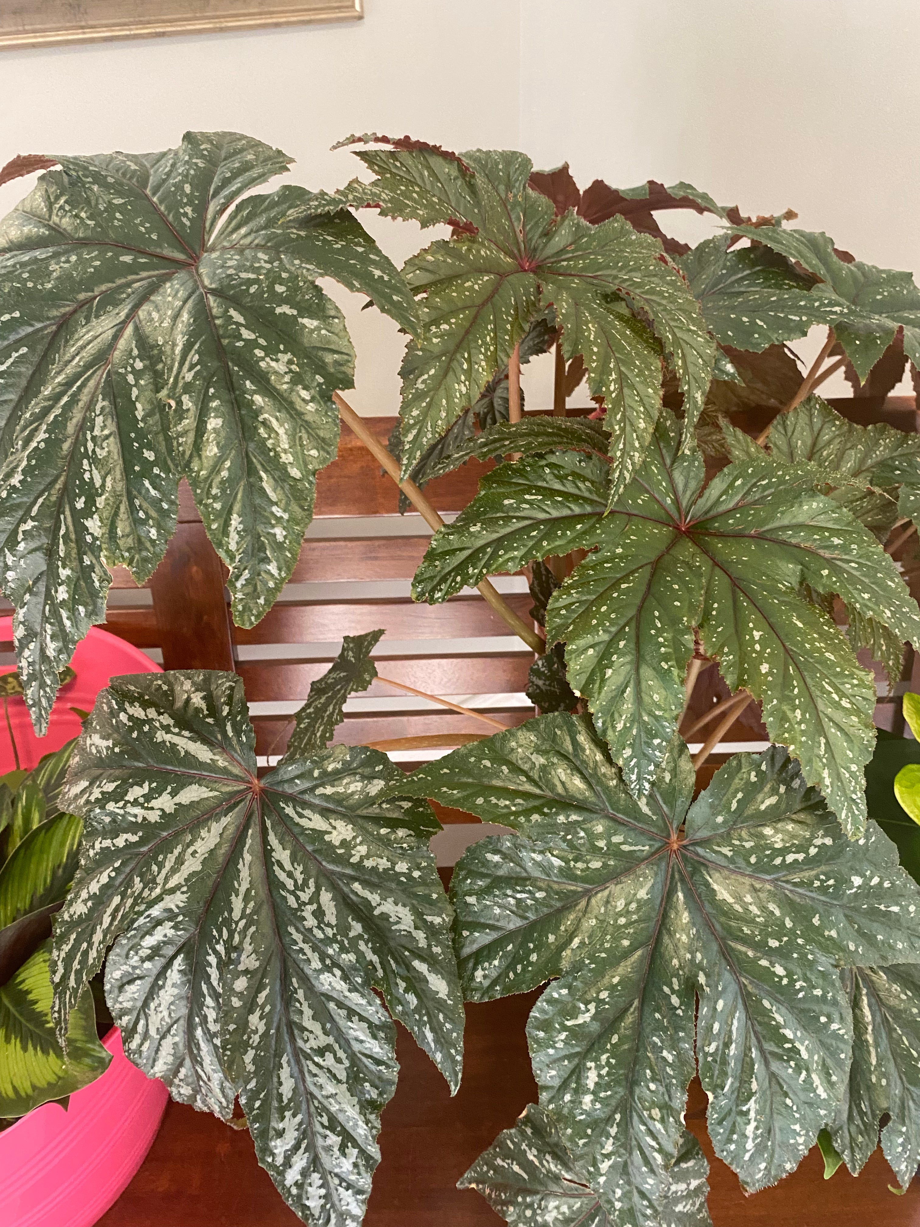 Painted Leaf Begonia 8"  toxic