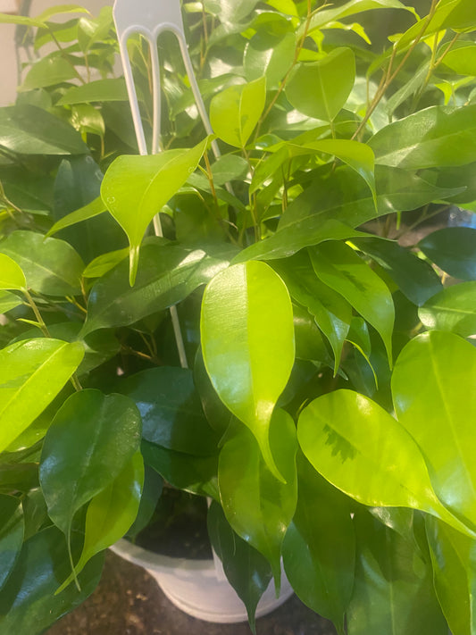 Ficus Benjamina Neon - toxic 3.5"