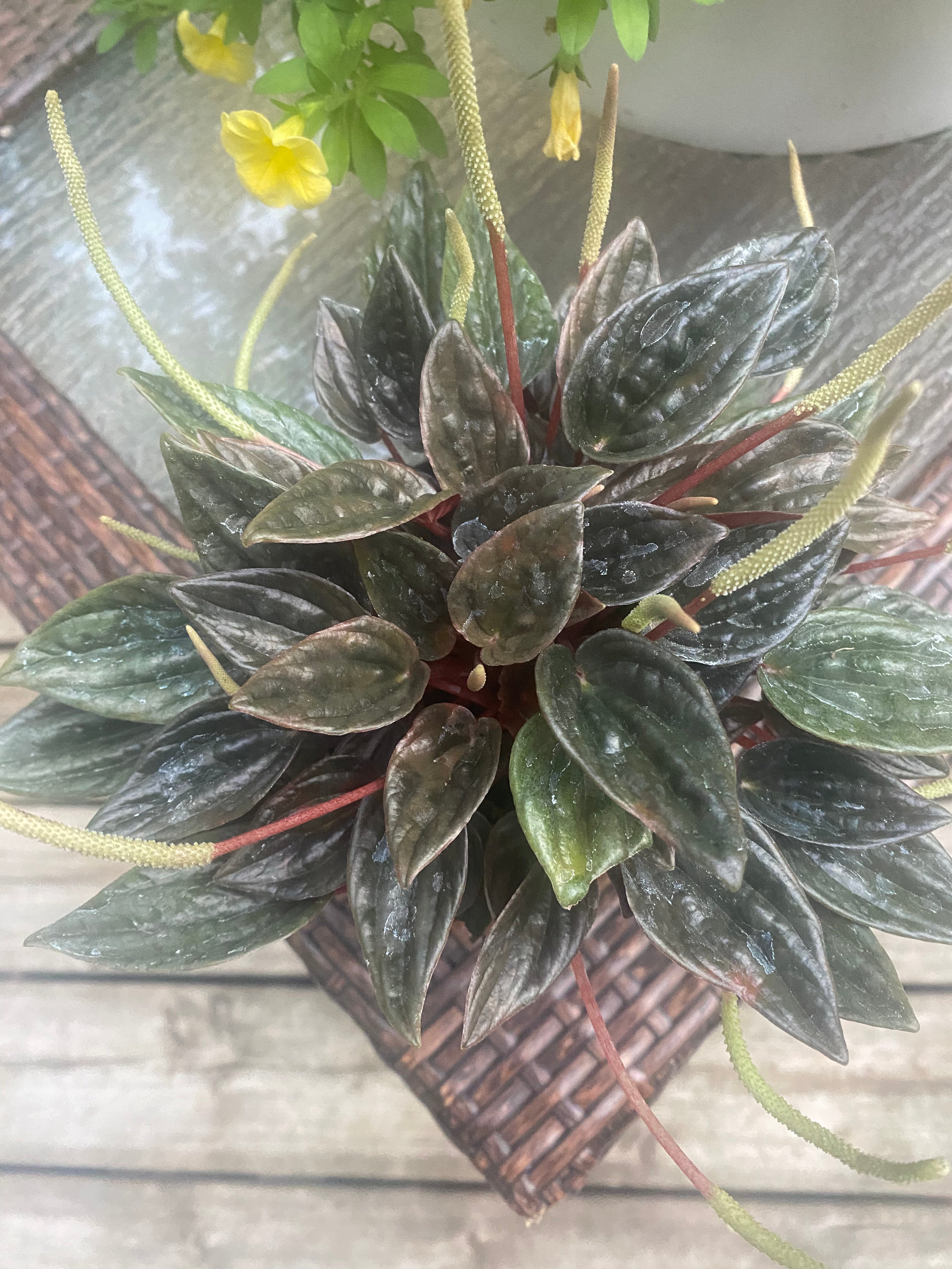 Peperomia Sunrise 4" - Non-Toxic