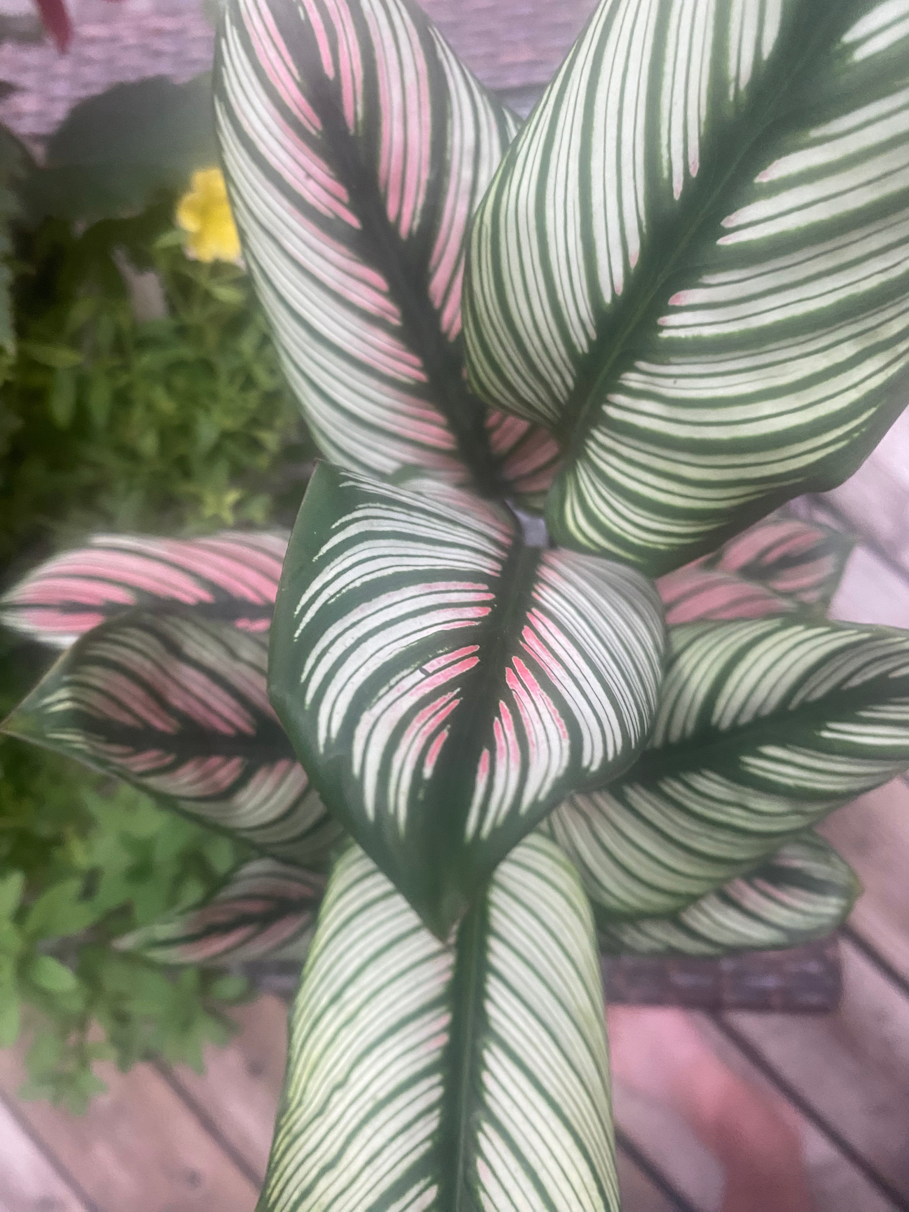 Calathea White Star 4"- Non-Toxic