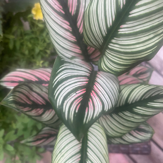 Calathea White Star 6"- Non-Toxic