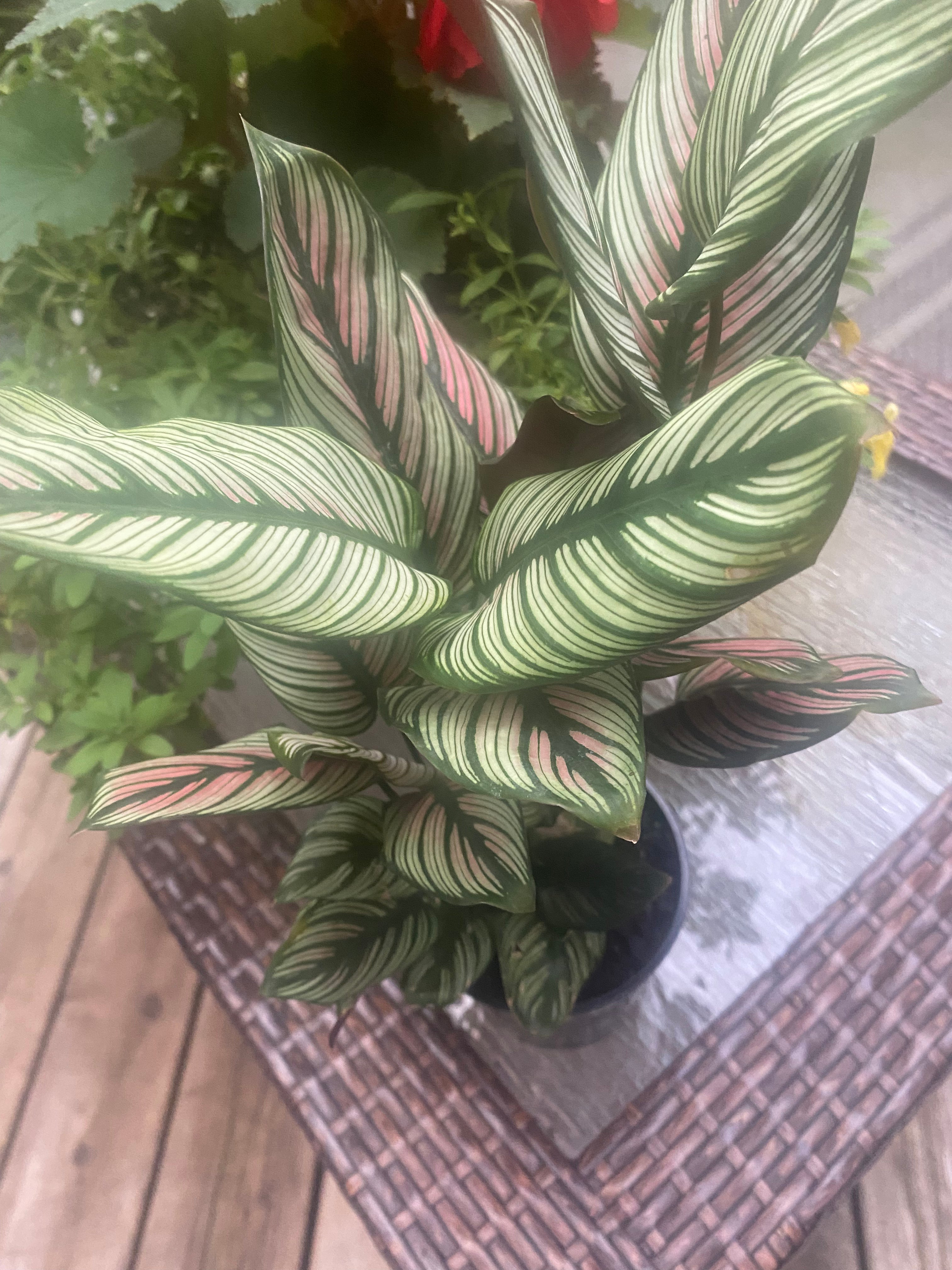 Calathea White Star 4"- Non-Toxic