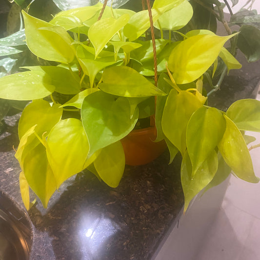 Philodendron Neon 4" toxic