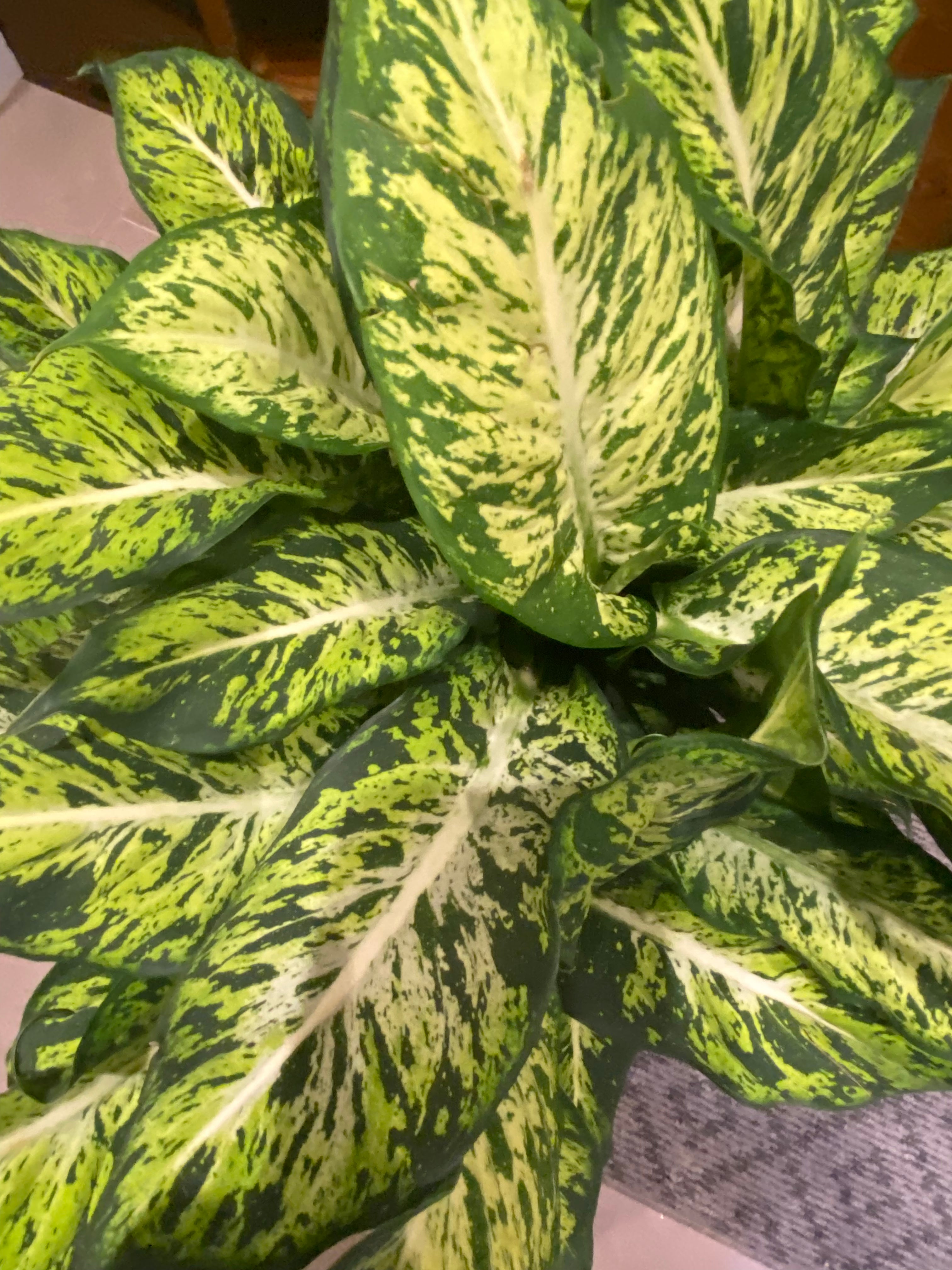 Dieffenbachia SUBLIME 10"