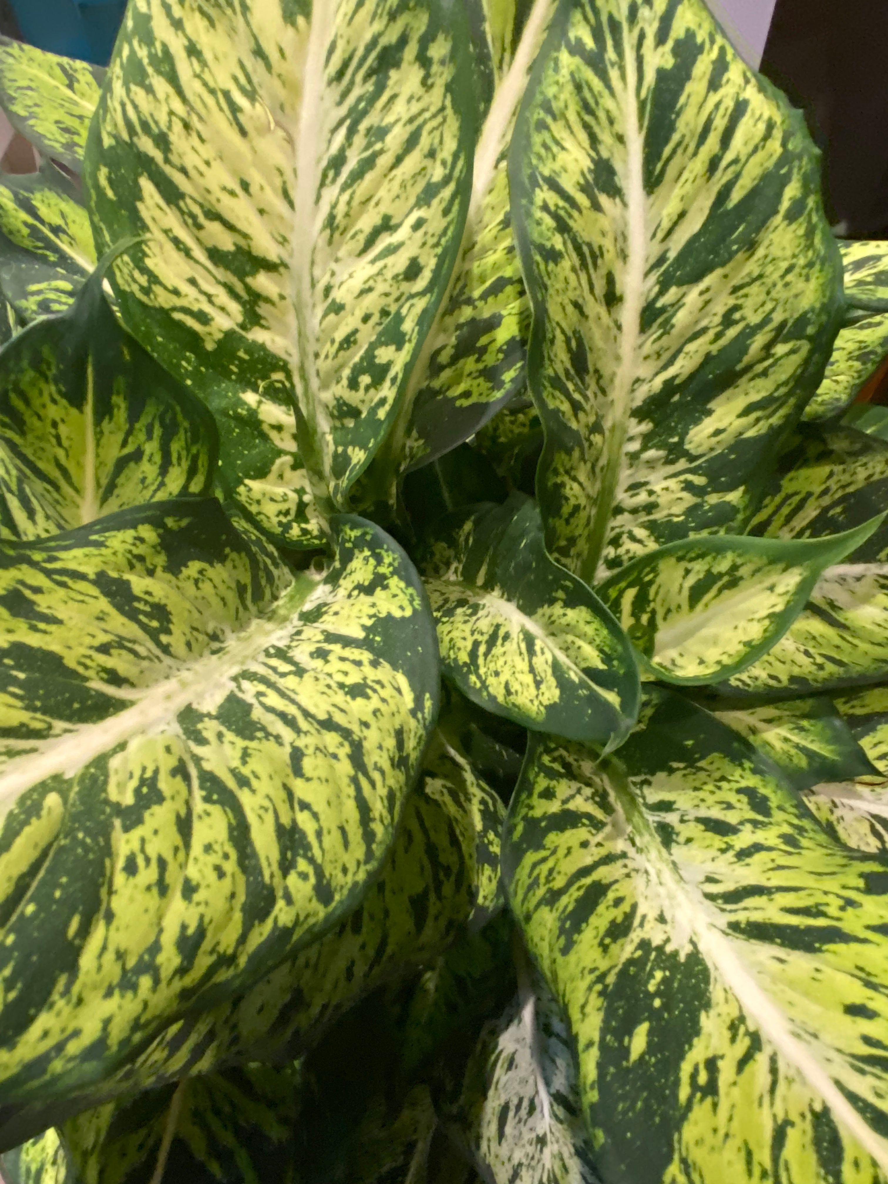 Dieffenbachia SUBLIME 10"