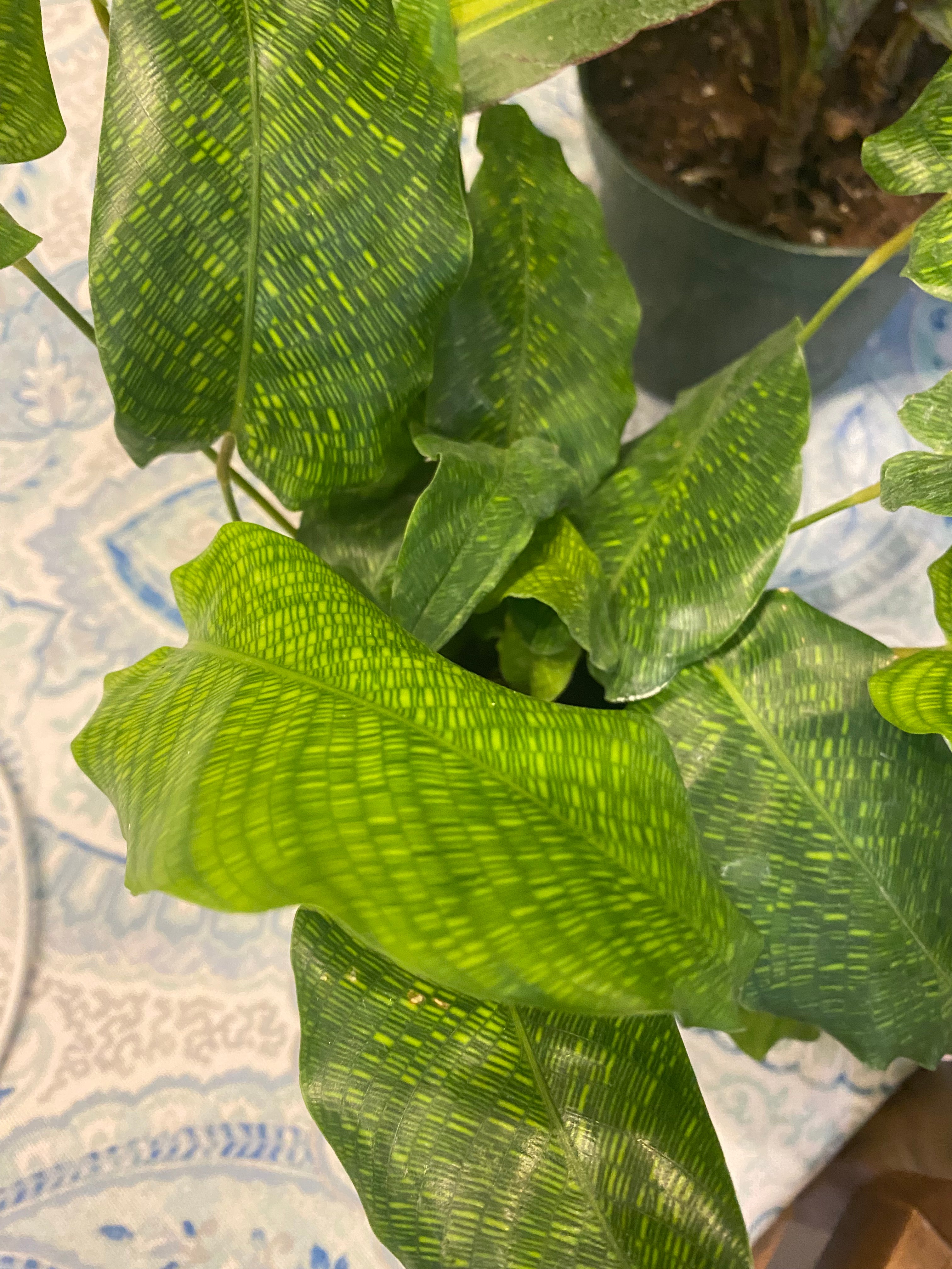 Calathea Musaica/Network 4"- Non-Toxic