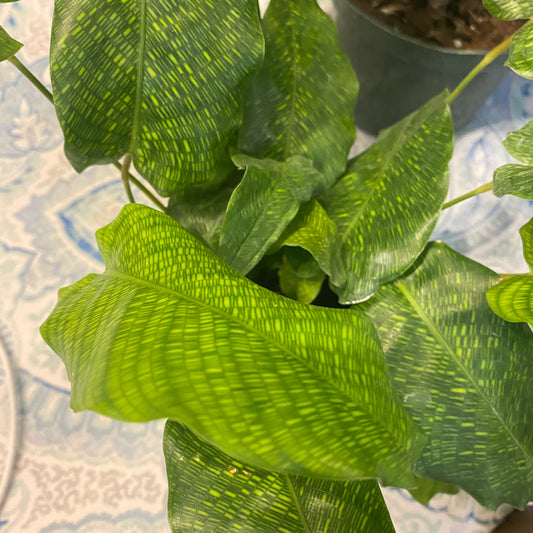 Calathea Musaica/Network 4"- Non-Toxic