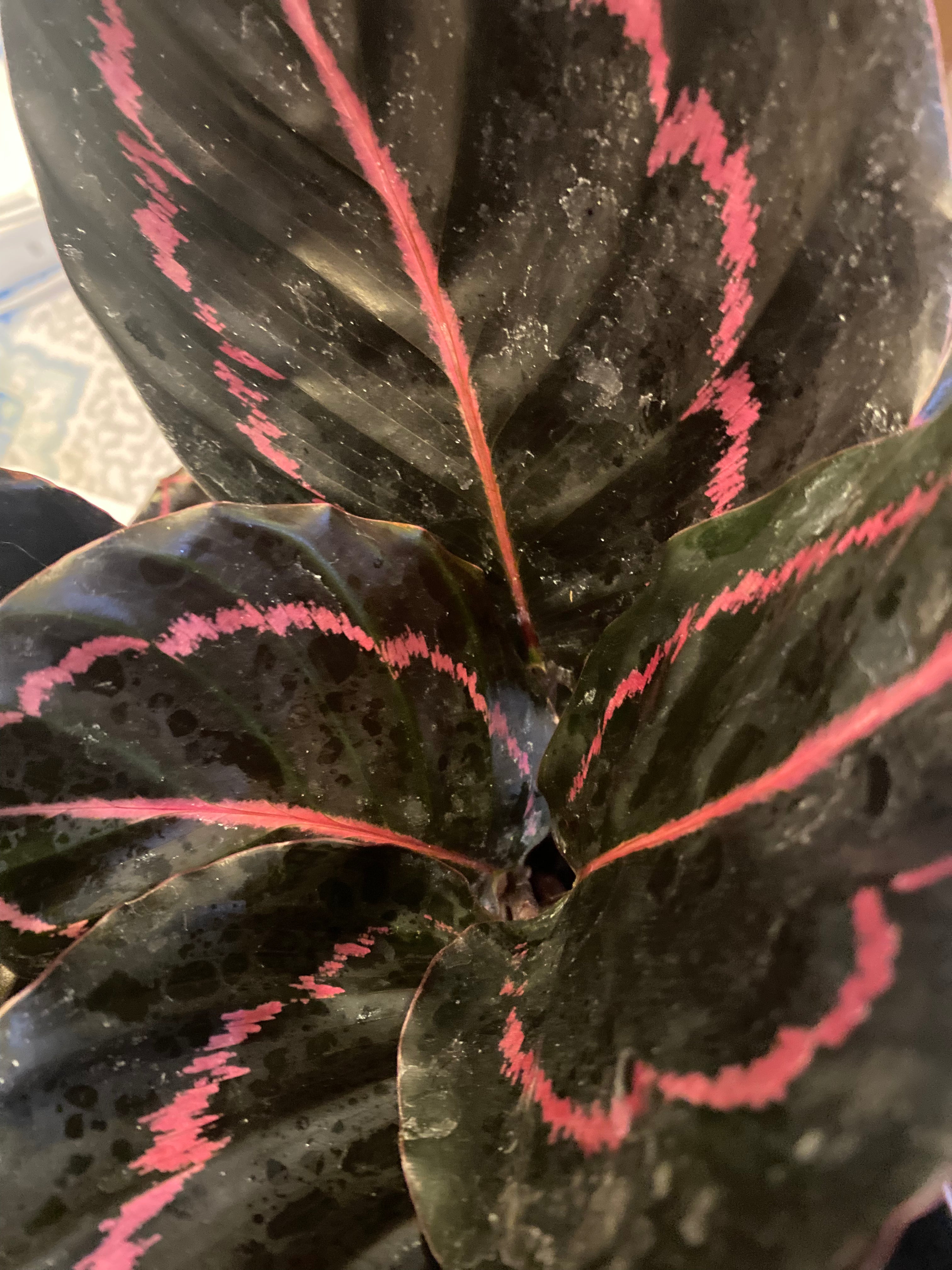 Calathea Dottie - Non-Toxic 4"