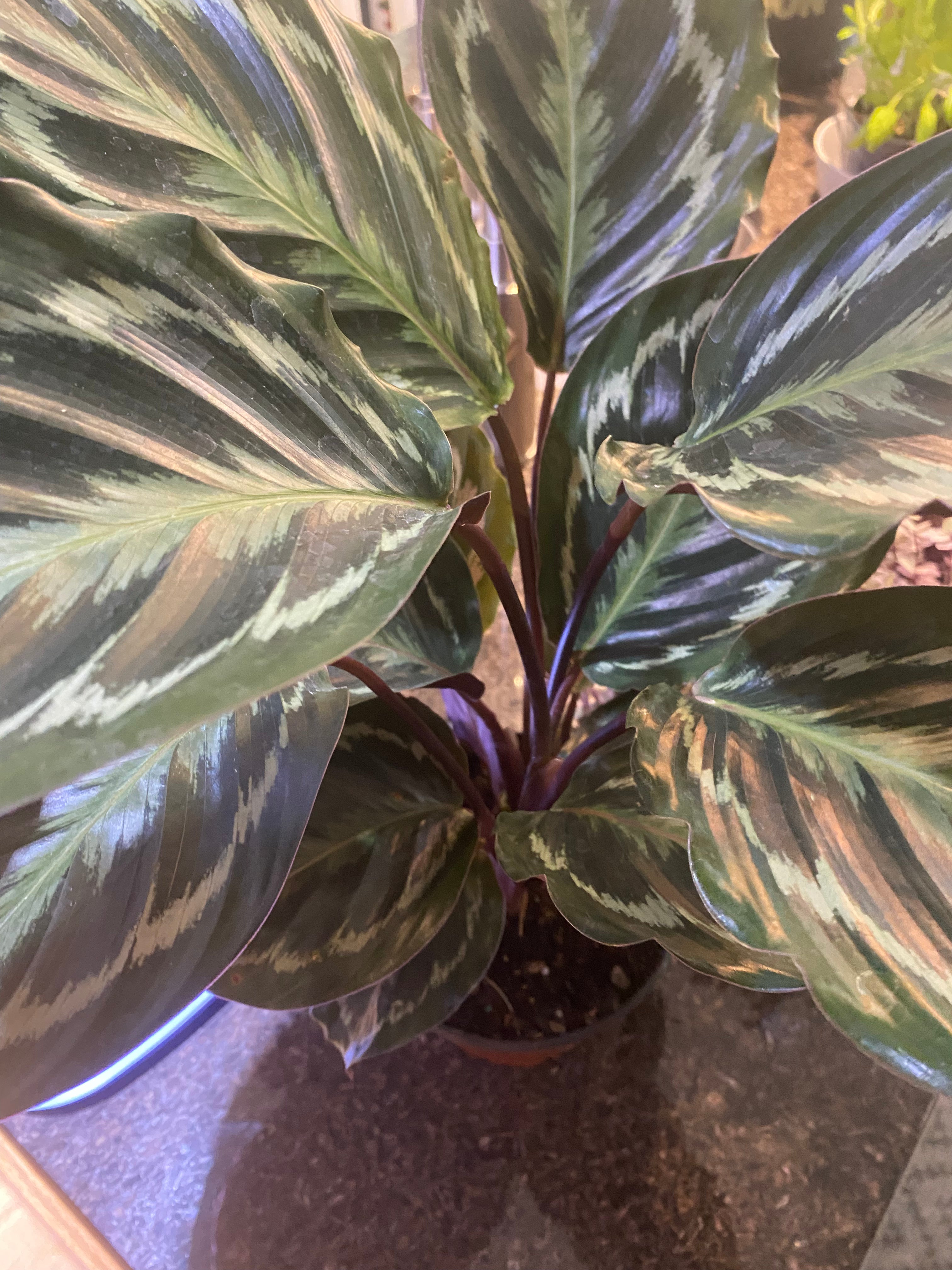 Calathea Medallion 6" - Non-Toxic