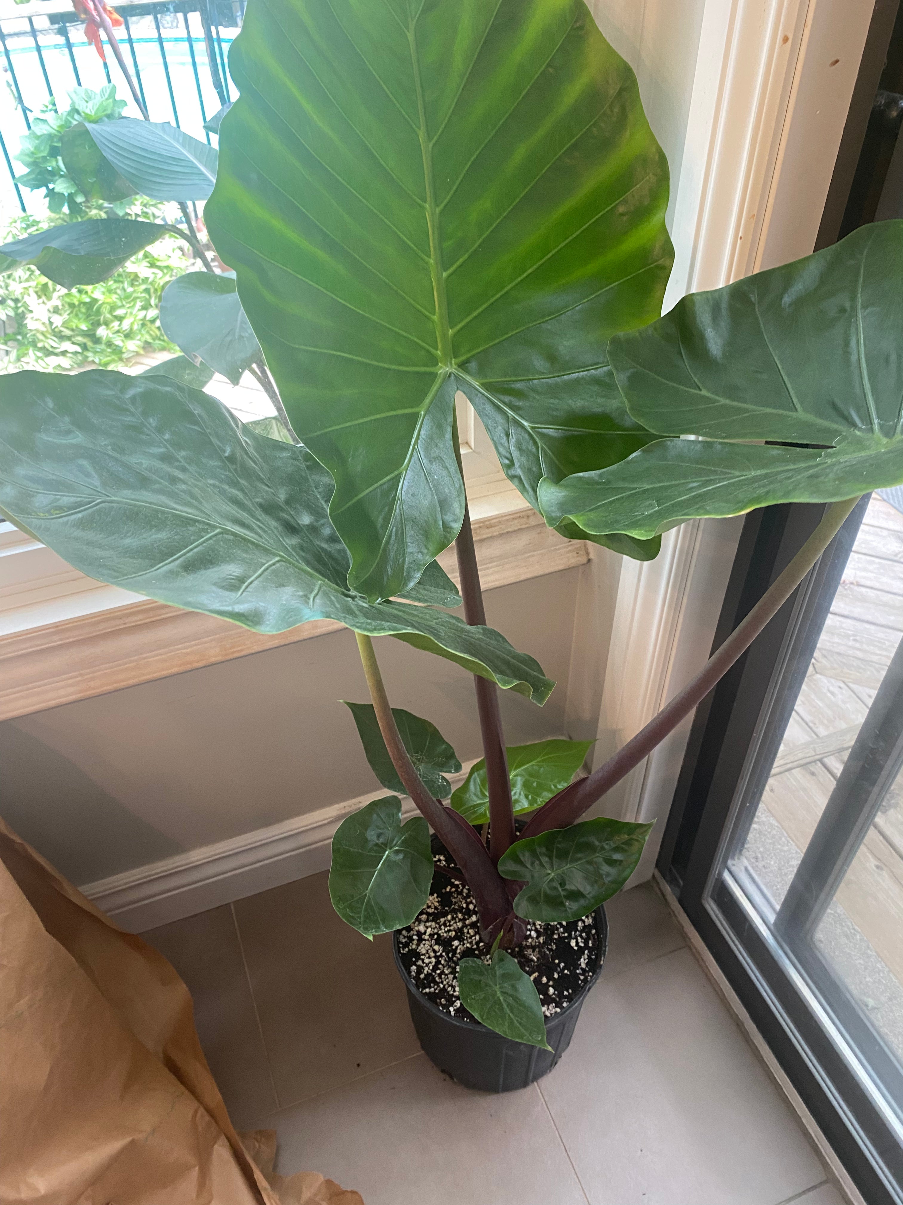 Alocasia Imperial Red 10" - Toxic