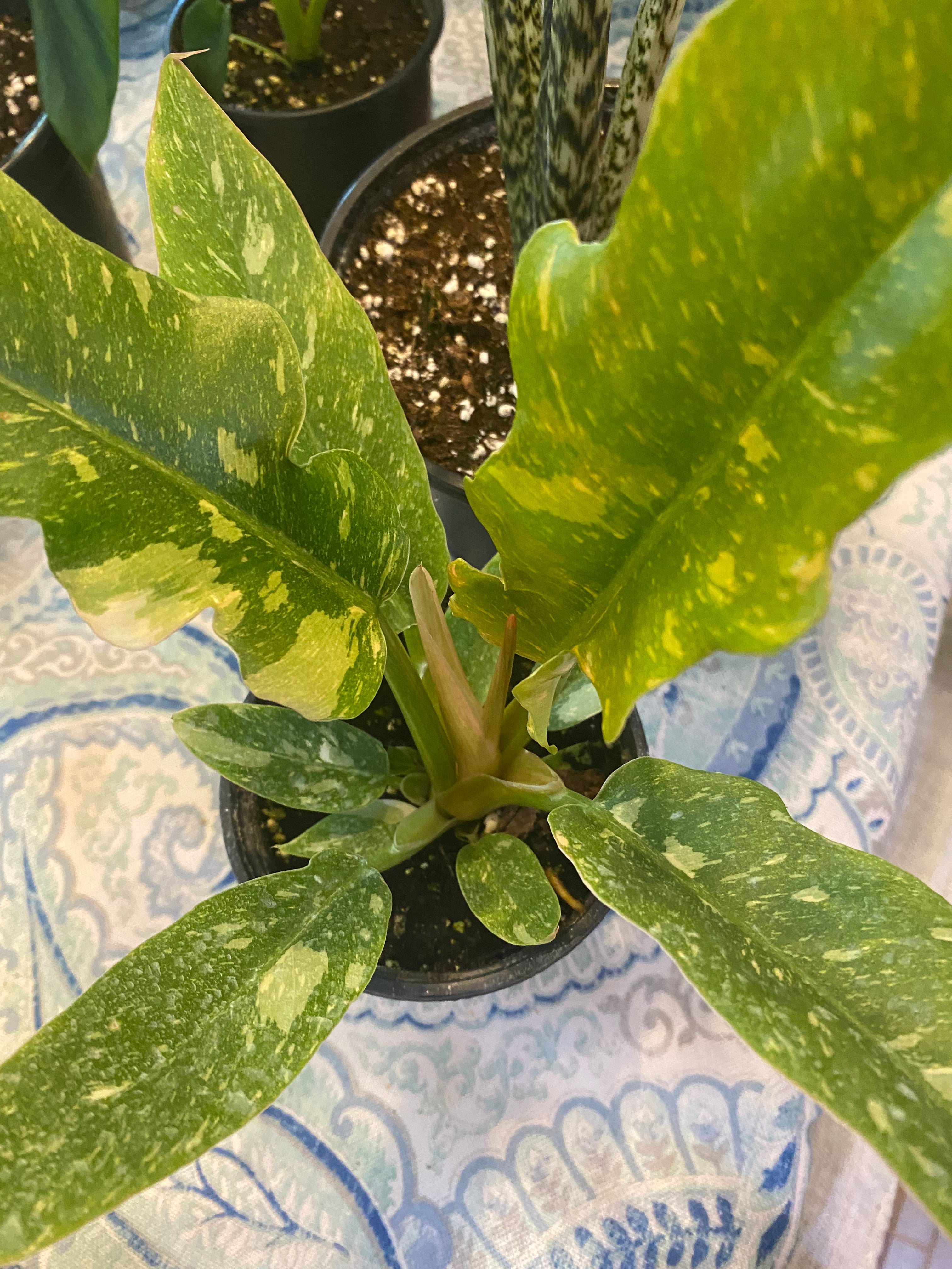 Philodendron Ring of Fire 4" - Toxic