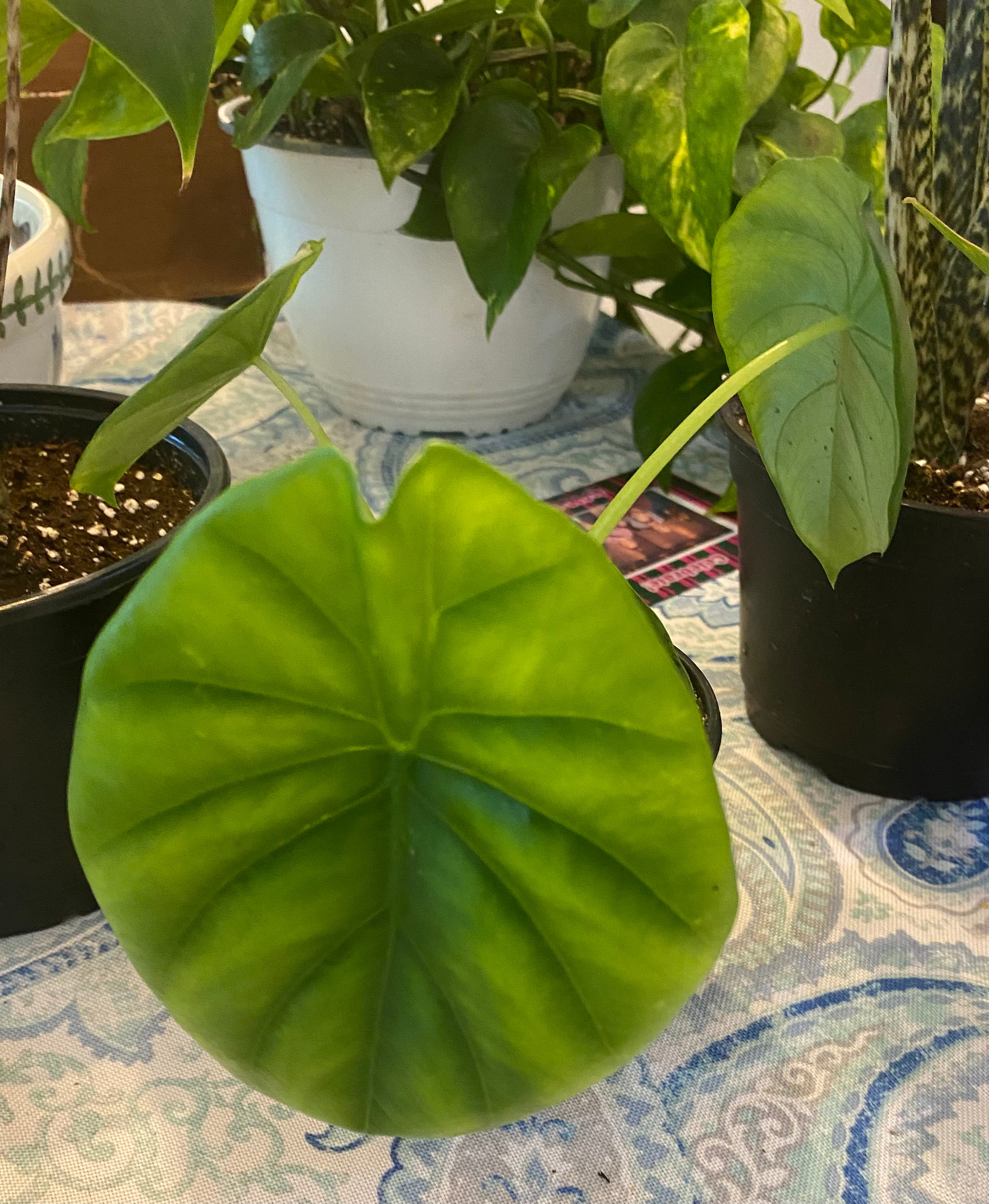 Alocasia Dragon Scale 4"- Toxic