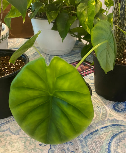 Alocasia Dragon Scale 6"- Toxic