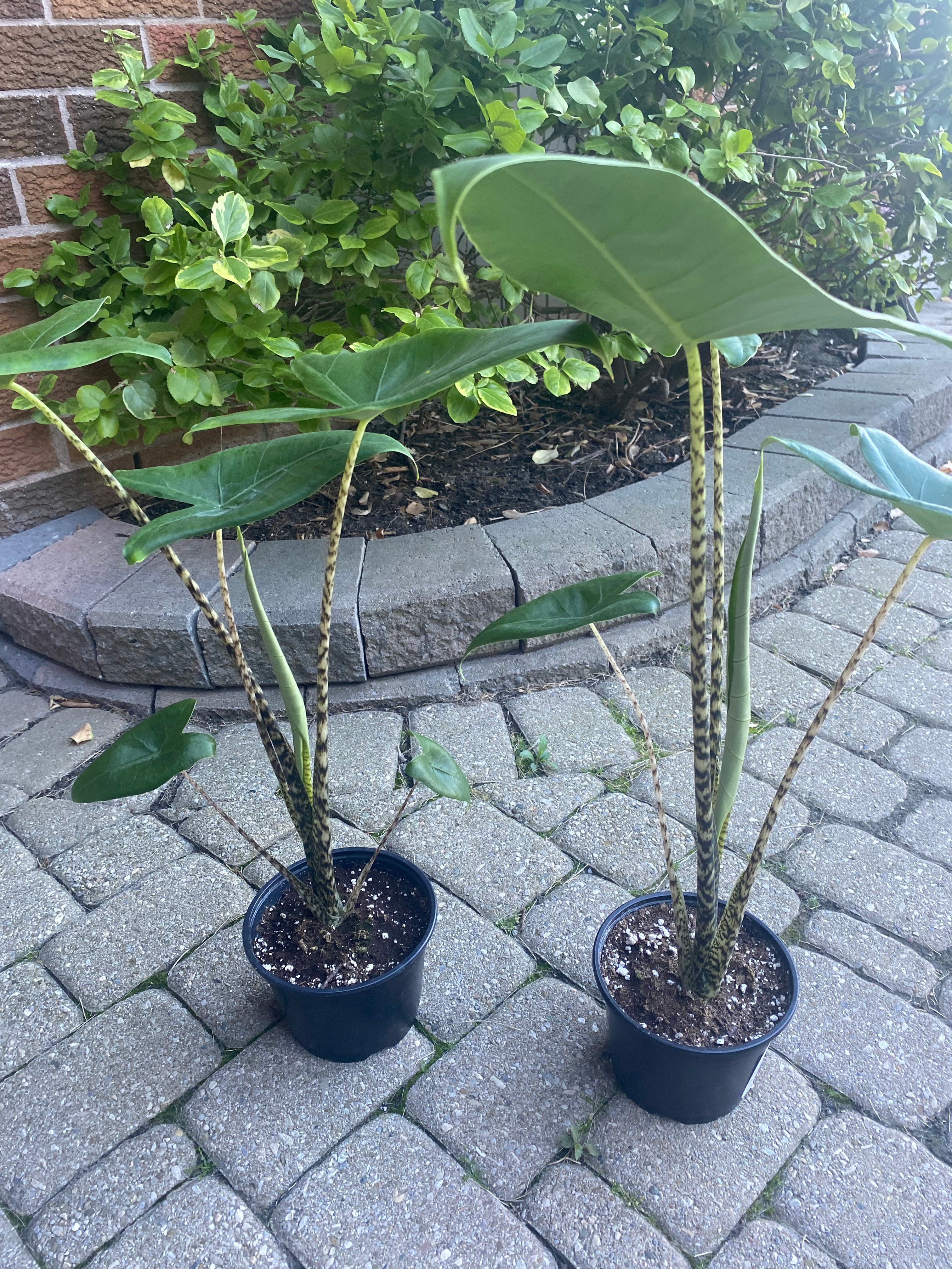 Alocasia Zebrina 6" toxic