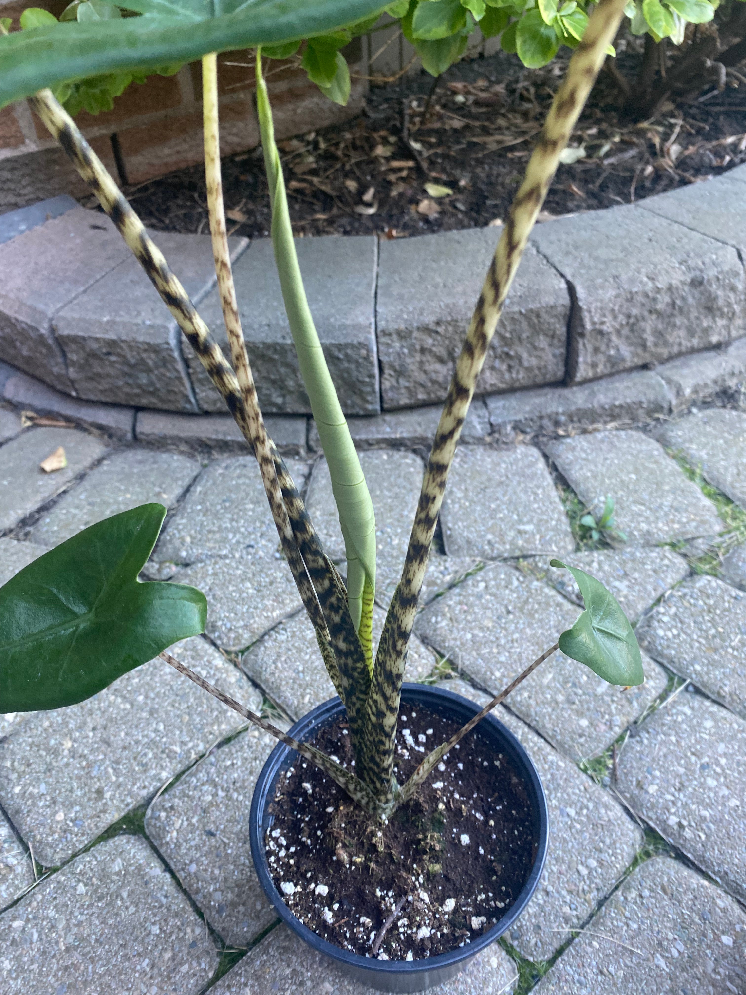 Alocasia Zebrina 6" toxic