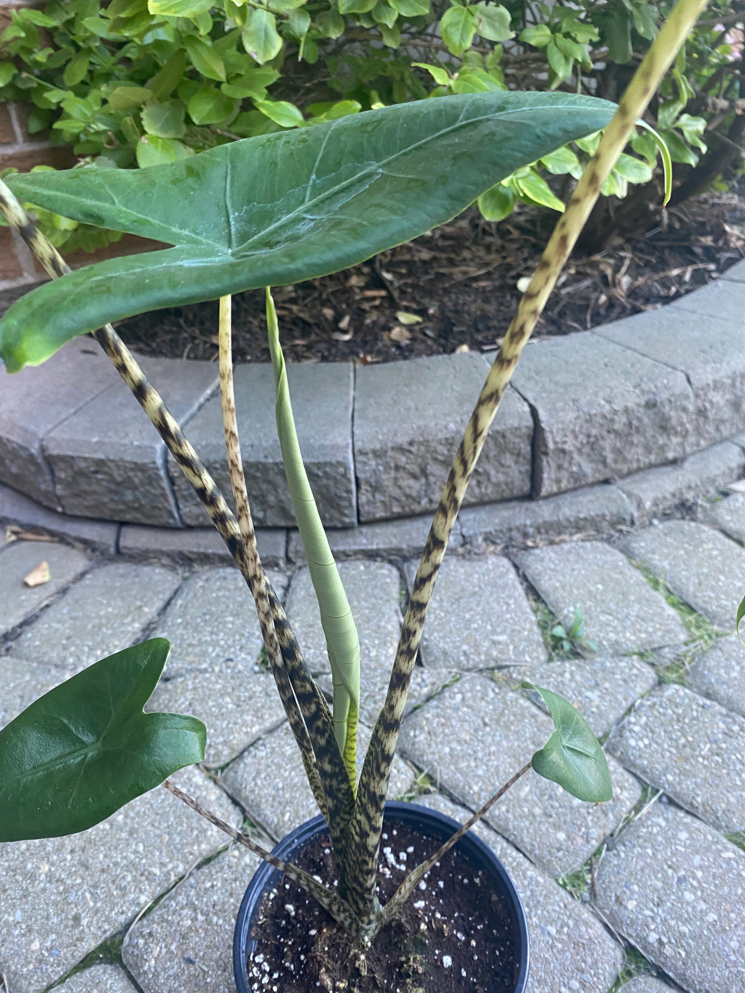 Alocasia Zebrina 6" toxic