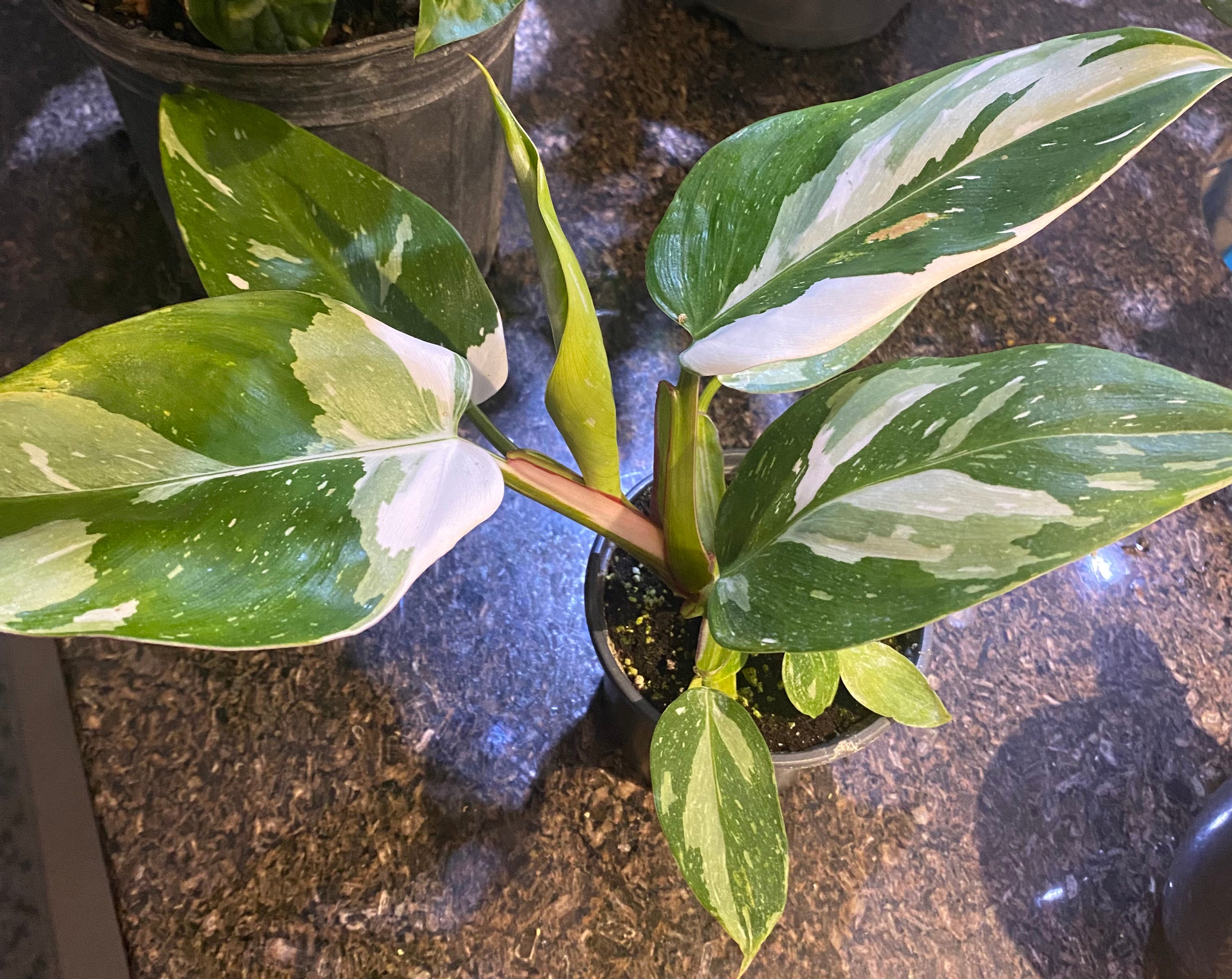 Philodendron White Princess 6" - Toxic