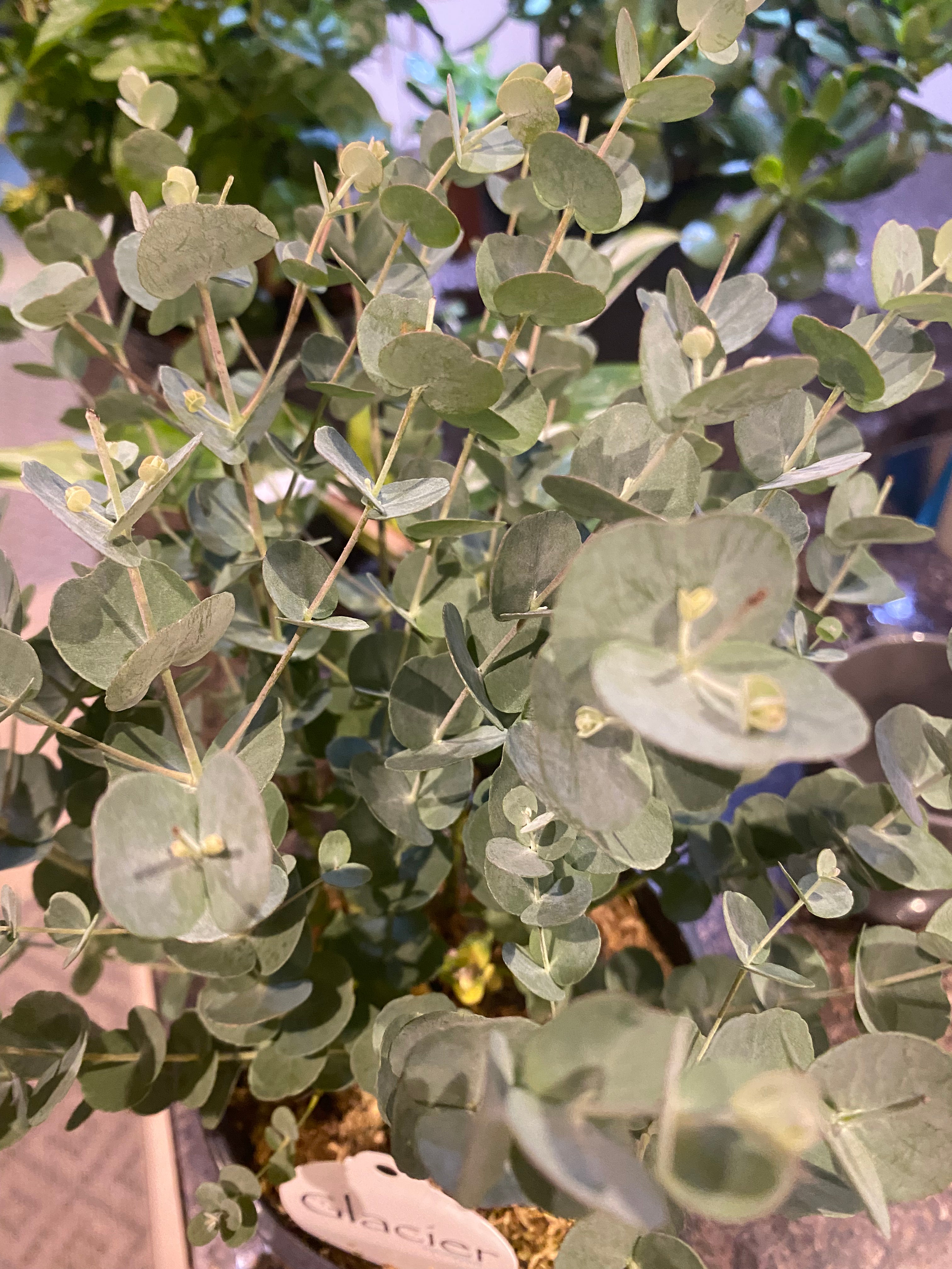 Eucalyptus Plant 4" - toxic