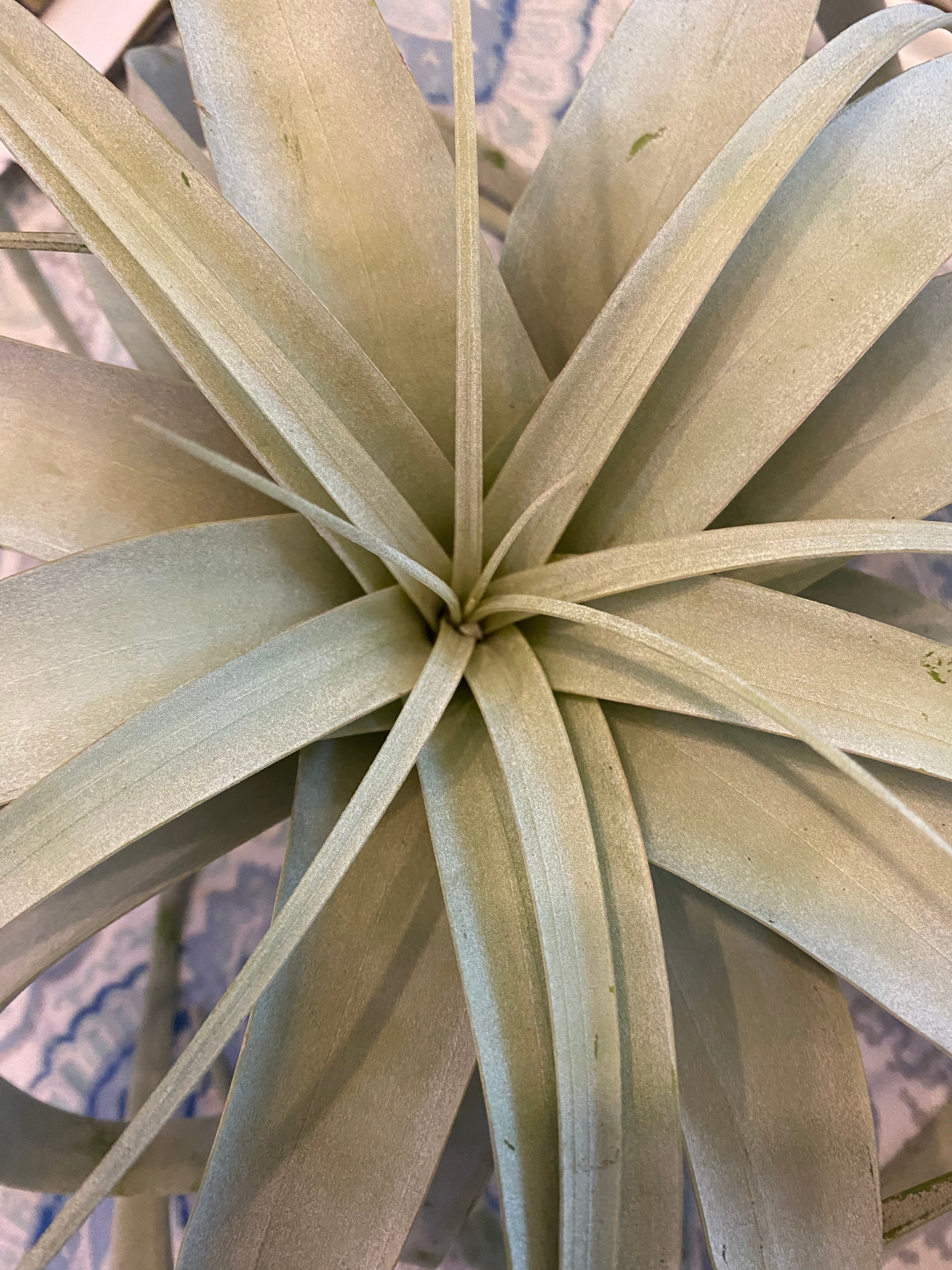 Air Plant extra large - Non-Toxic