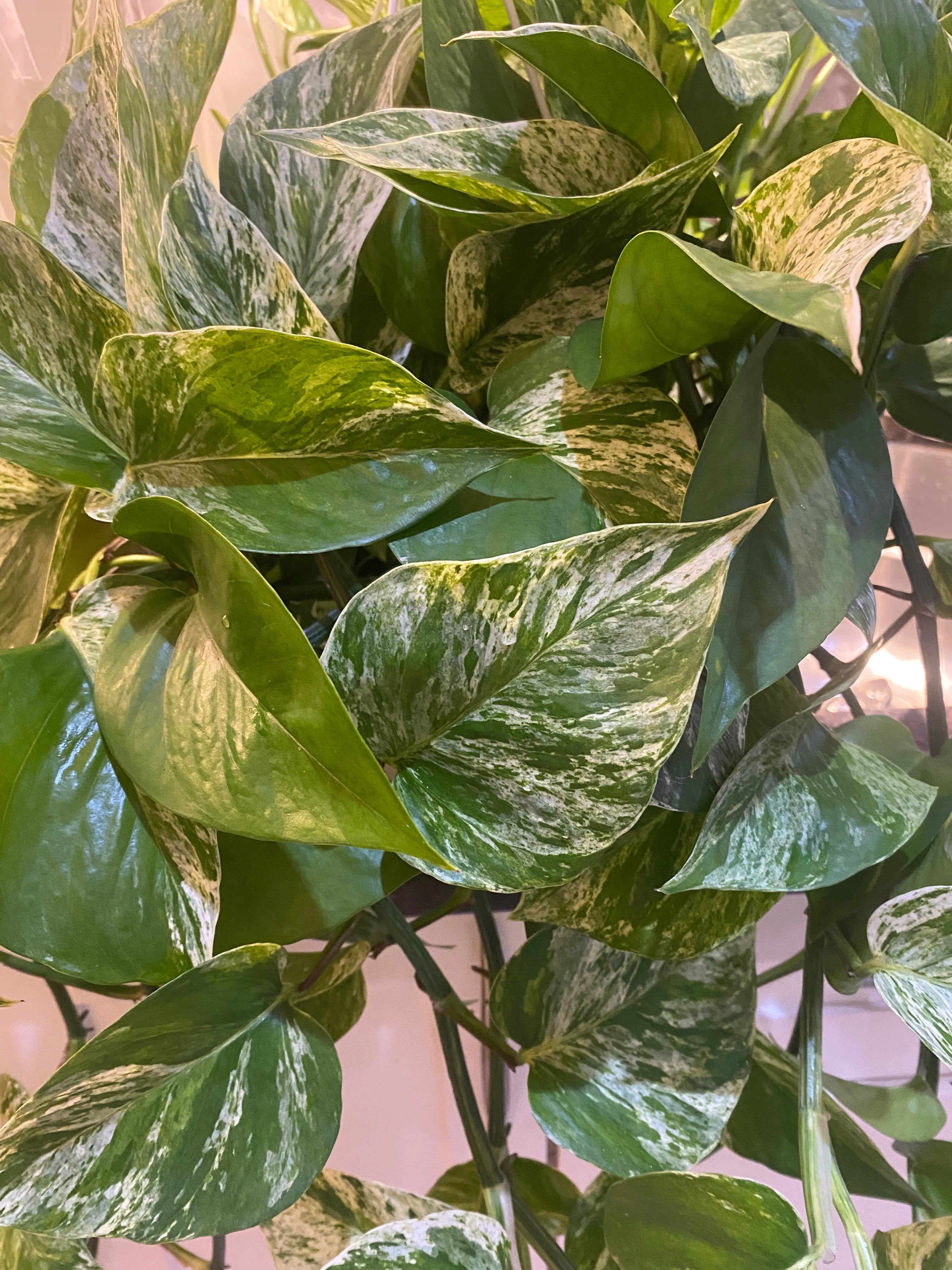 Pothos Marble Queen  8" HB - Toxic