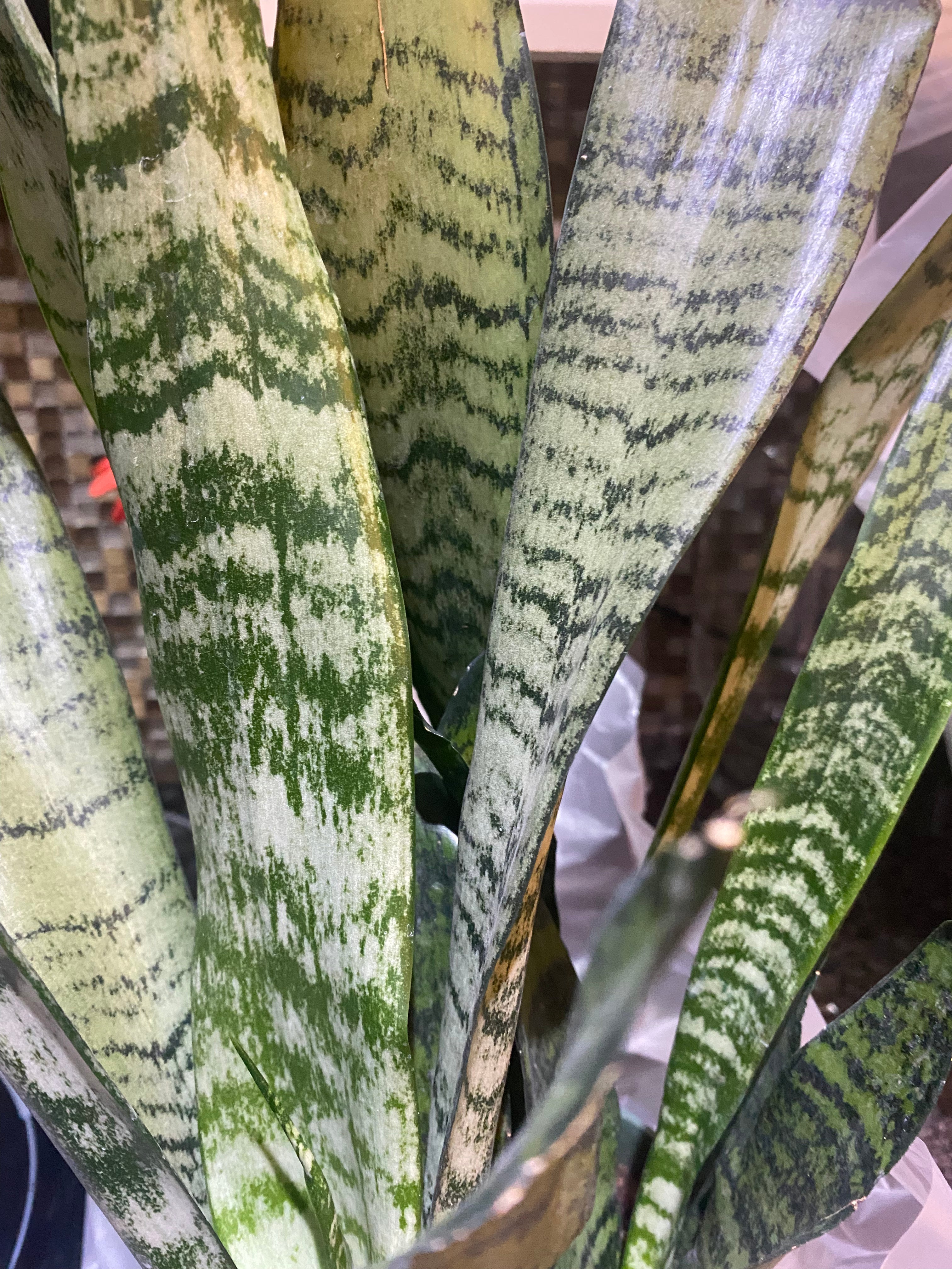 Sansevieria Zeylanica Snake 6" Toxic