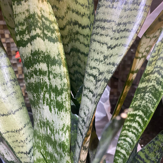 Sansevieria Zeylanica Snake 10” Toxic