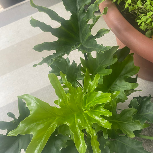 Philodendron Selloum Hope 10" Toxic