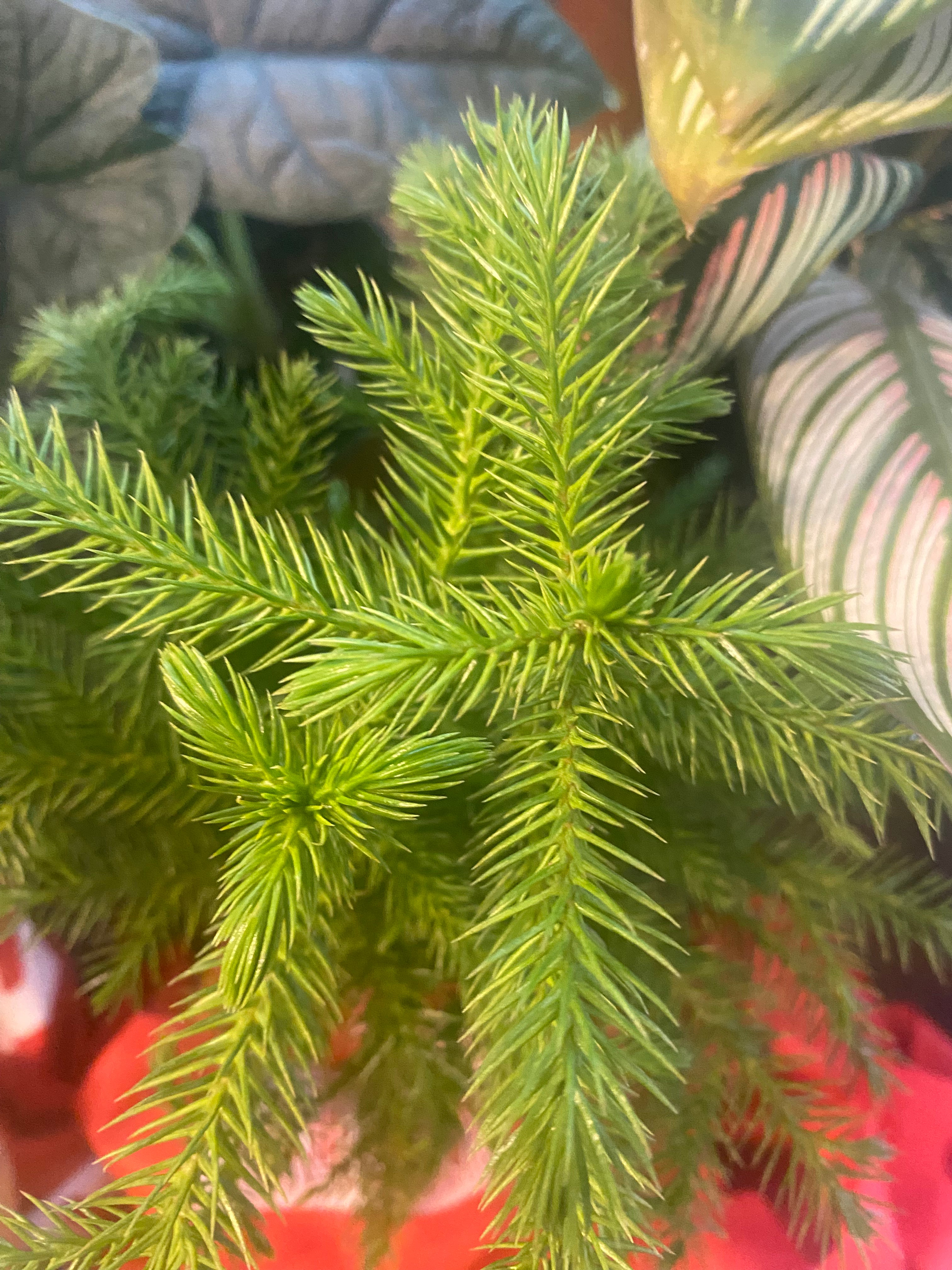 Norfolk Pine 6" toxic