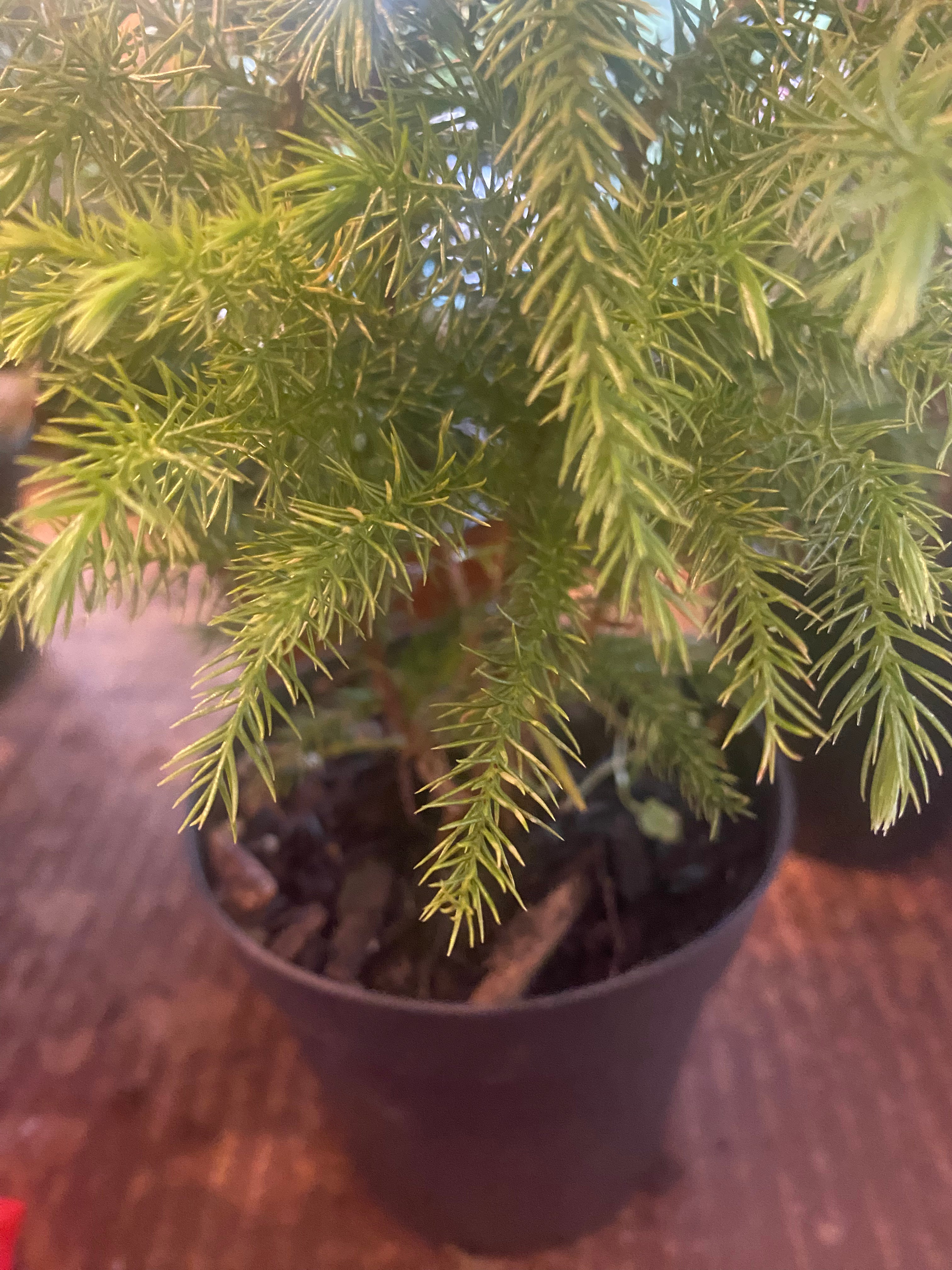 Norfolk Pine 6" toxic