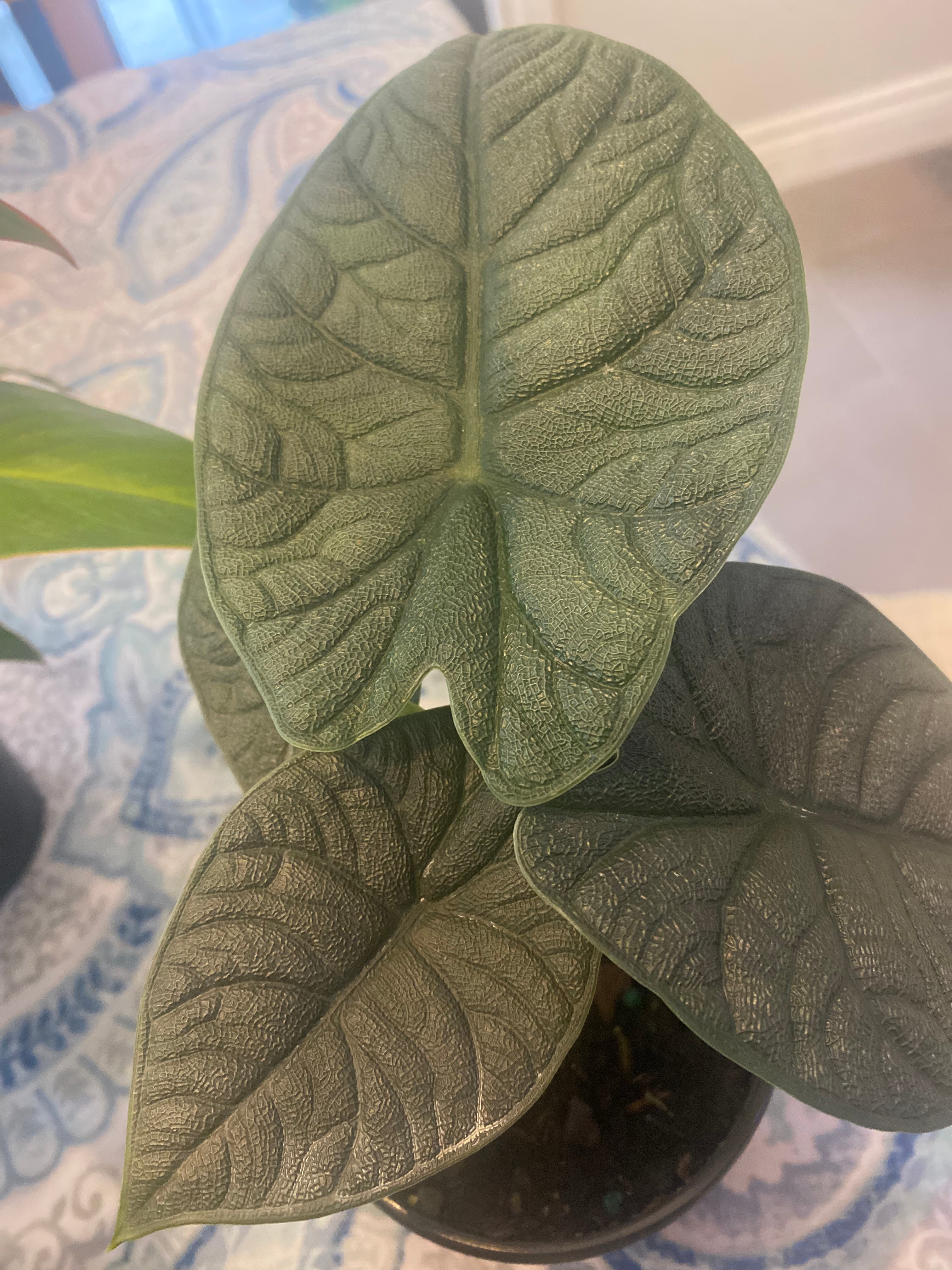 Alocasia Melo 4" Toxic