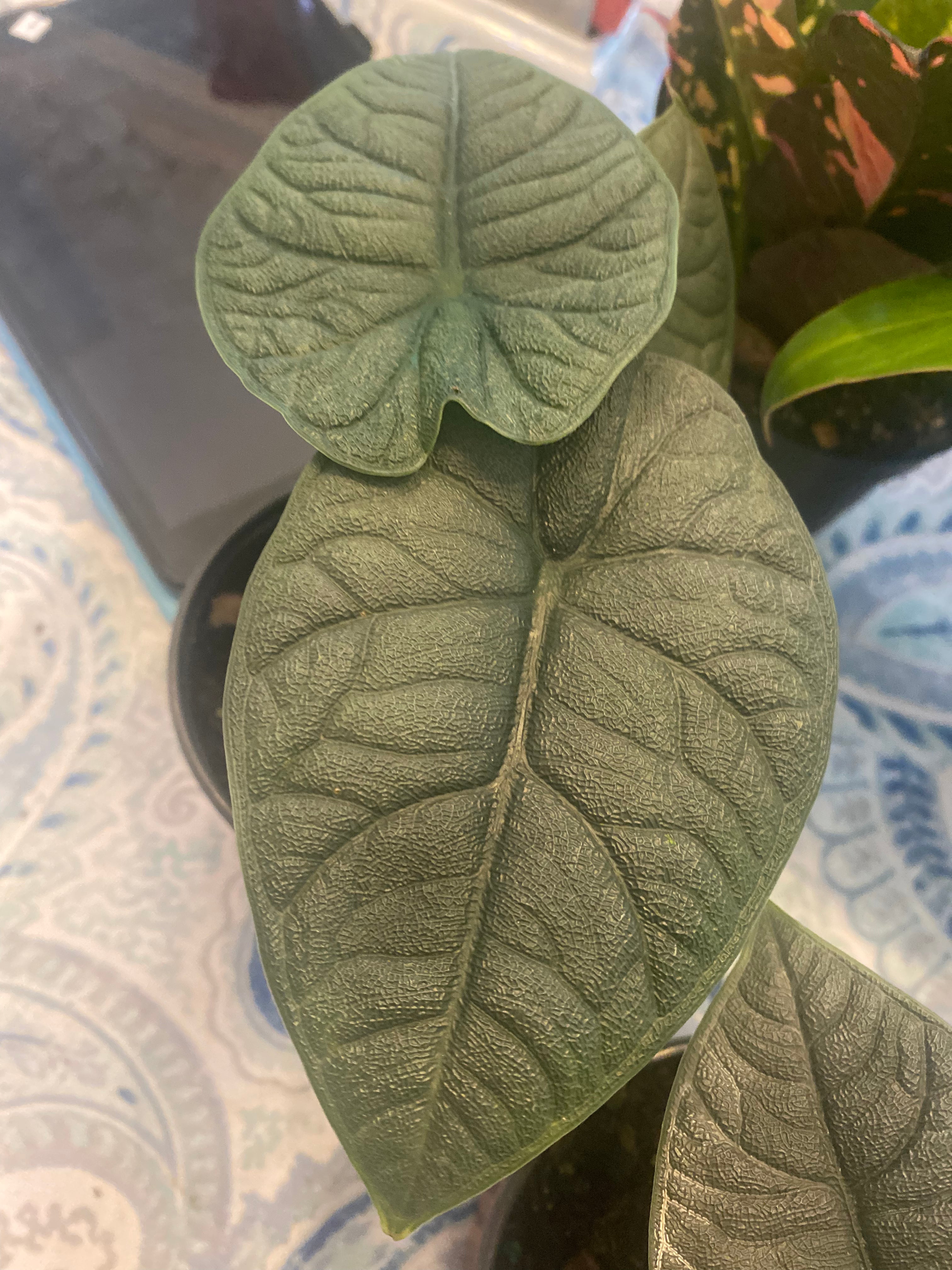 Alocasia Melo 4" Toxic