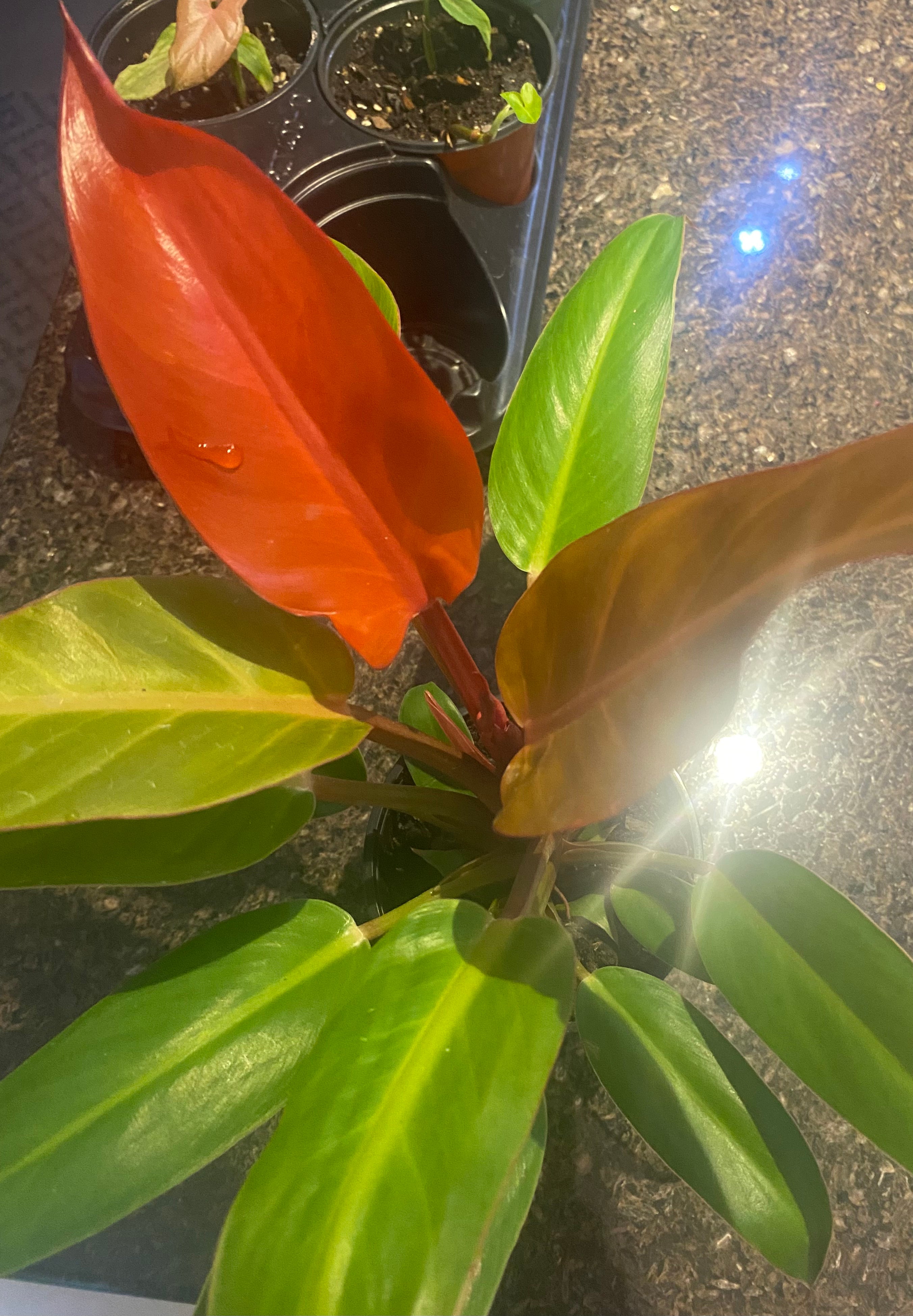 Philodendron Sun Red 4" toxic